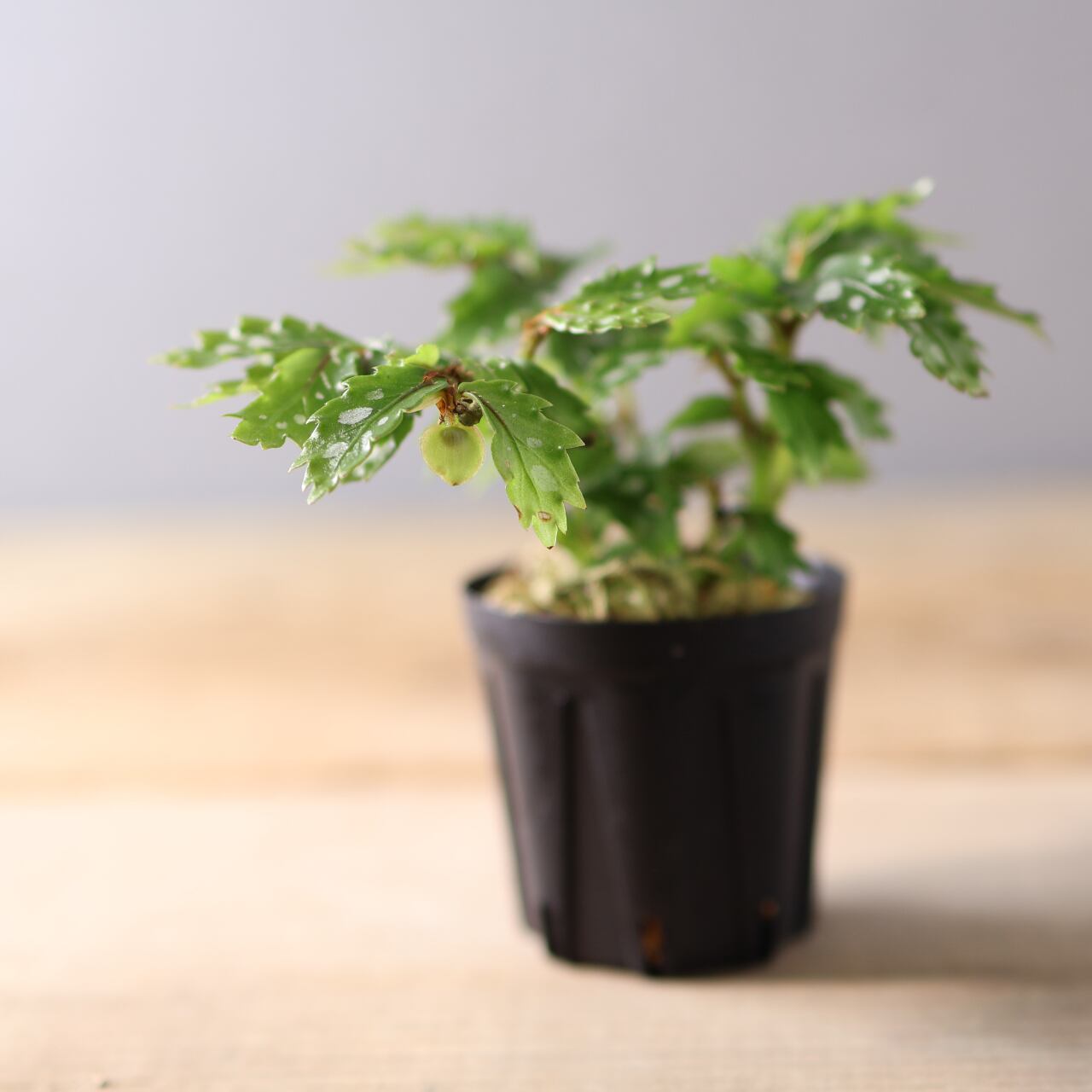 399 熱帯の森が宿る、静かな輝き『ベゴニアsp. Papua New Guinea』観葉