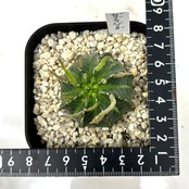 ユーフォルビア　ゼブラバリダ【227】