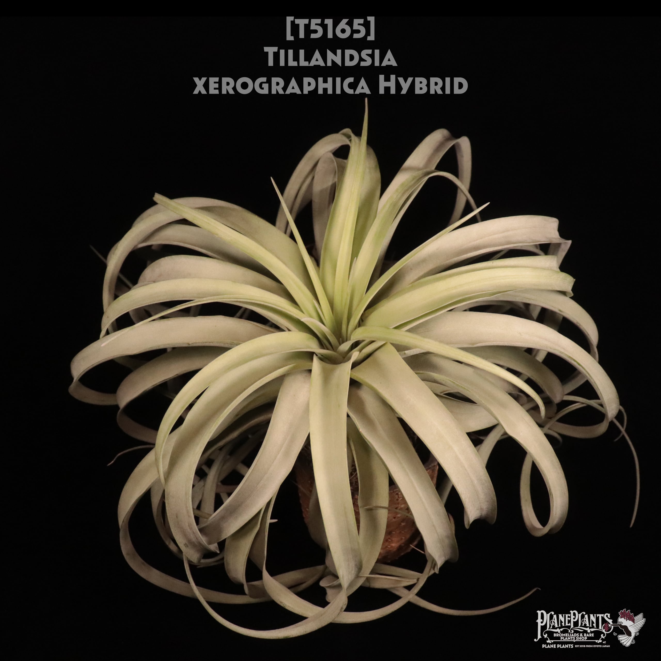 【送料無料】xerographica Hybrid〔エアプランツ〕現品発送T5165