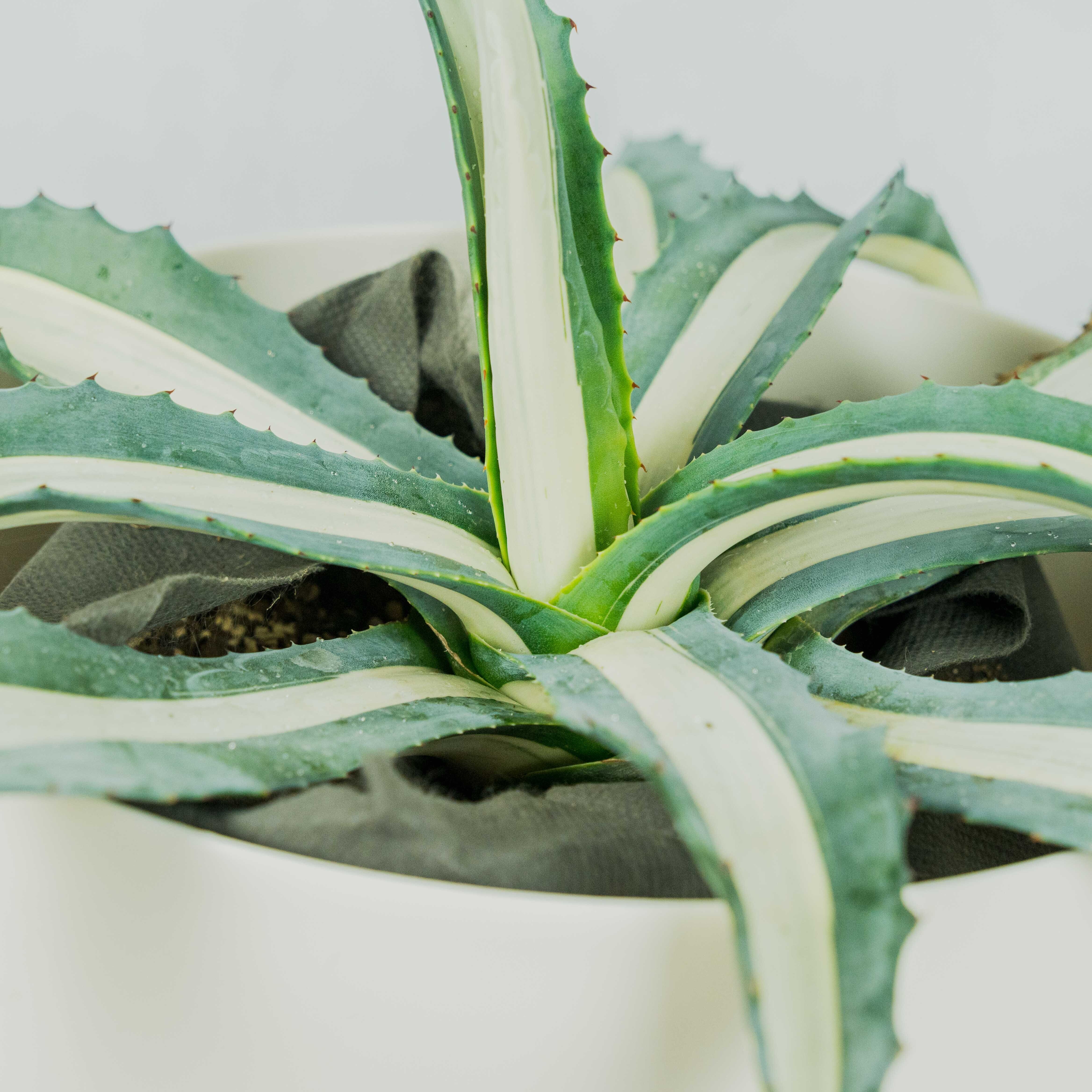 アガベ 華厳 ※7号 | ECD GREEN 