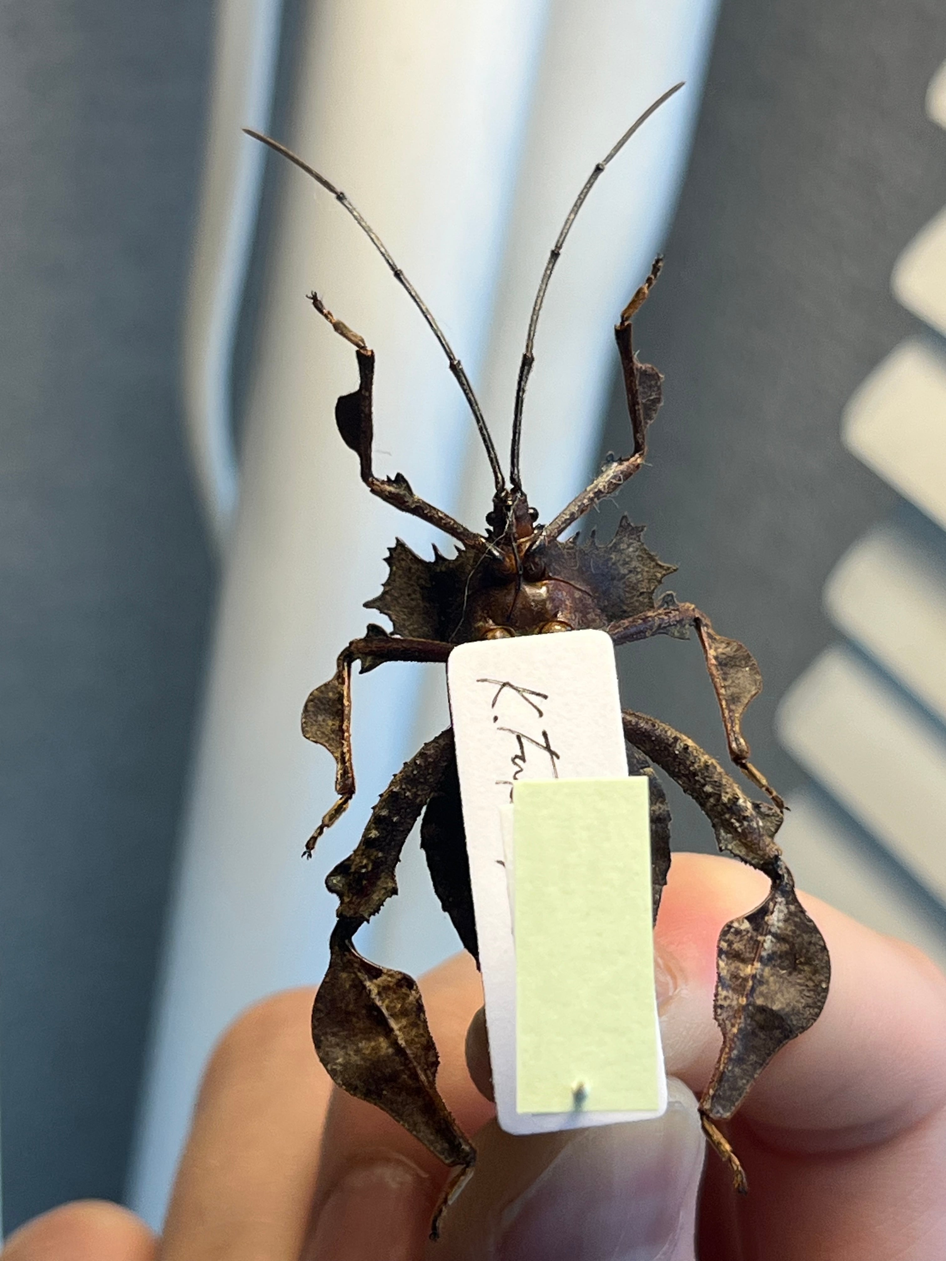 極美展足】オウサマヘリカメムシ 36mm サシガメ甲虫昆虫標本ハムシフン