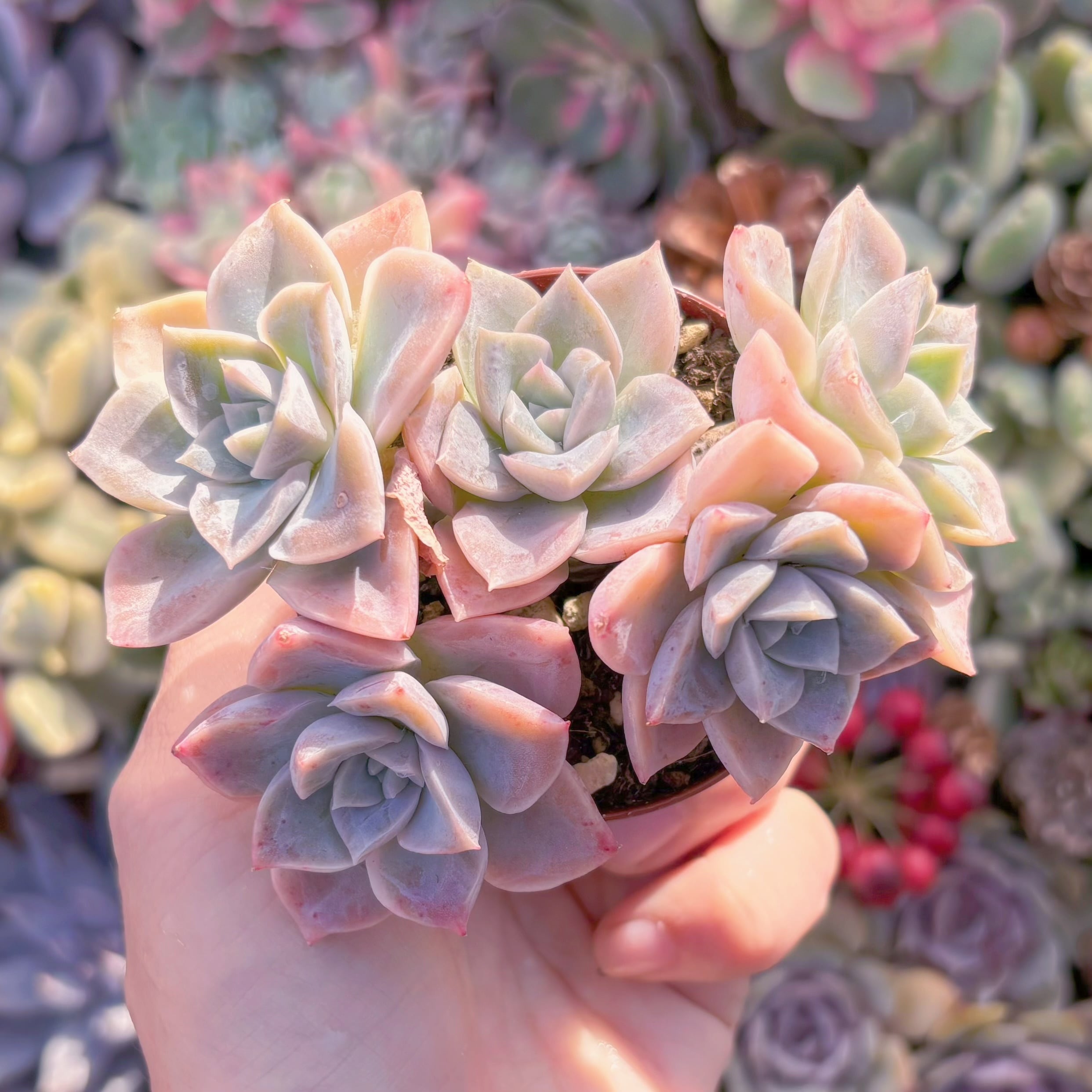 現品　ラブリーローズx白牡丹#818　群生　新入荷　るる農園