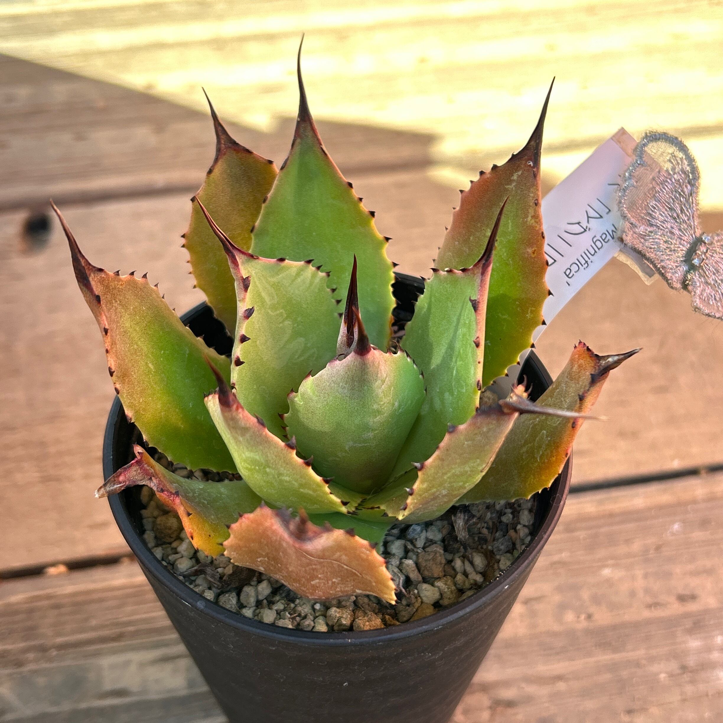 H) アガベ マグニフィカ | RuPo 多肉植物専門店