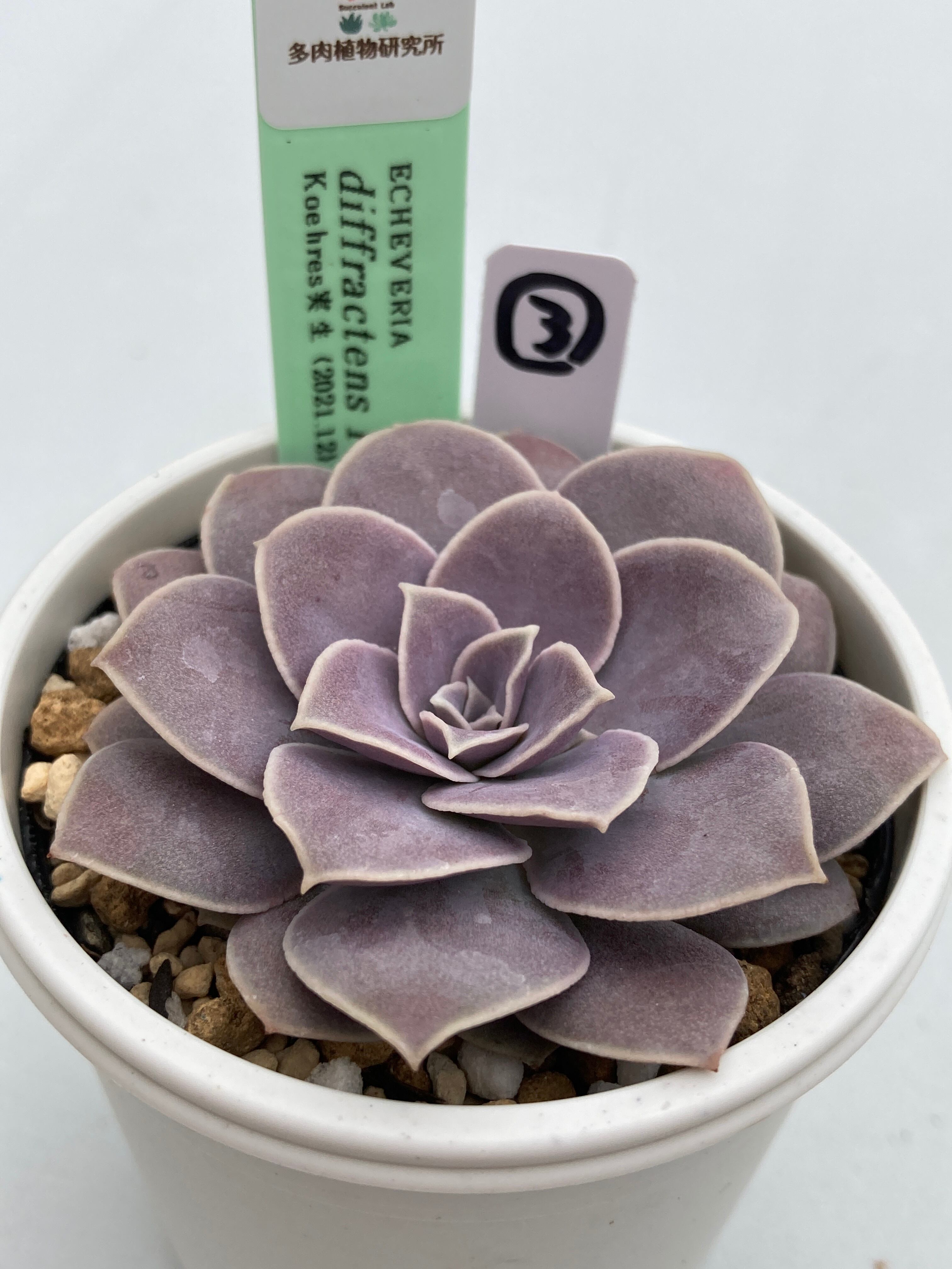 現物商品】ECHEVERIA diffractens Palma Sola ③ 原種 実生苗 | 多肉