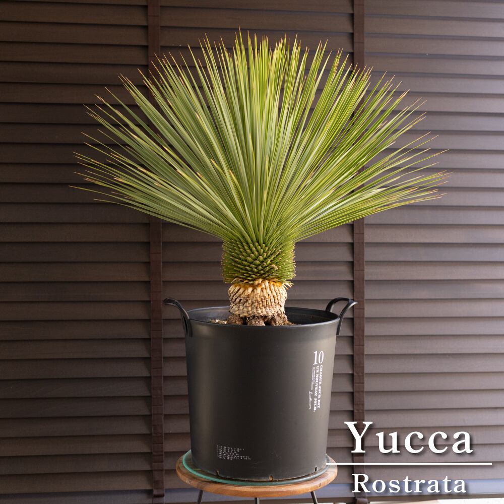 国産 ユッカ ロストラータ Rostrata 10号 細葉タイプ 庭木 観葉植物 ドライガーデン 0928BK