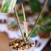 フィロデンドロン フロリダビューティー / Philodendron Florida beauty⑤ / 観葉植物<育て方・花言葉>
