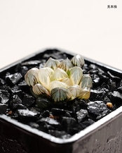 抜き苗 ハオルチア 水中月錦 上斑 Haworthia 'Shui Zhong Yue'