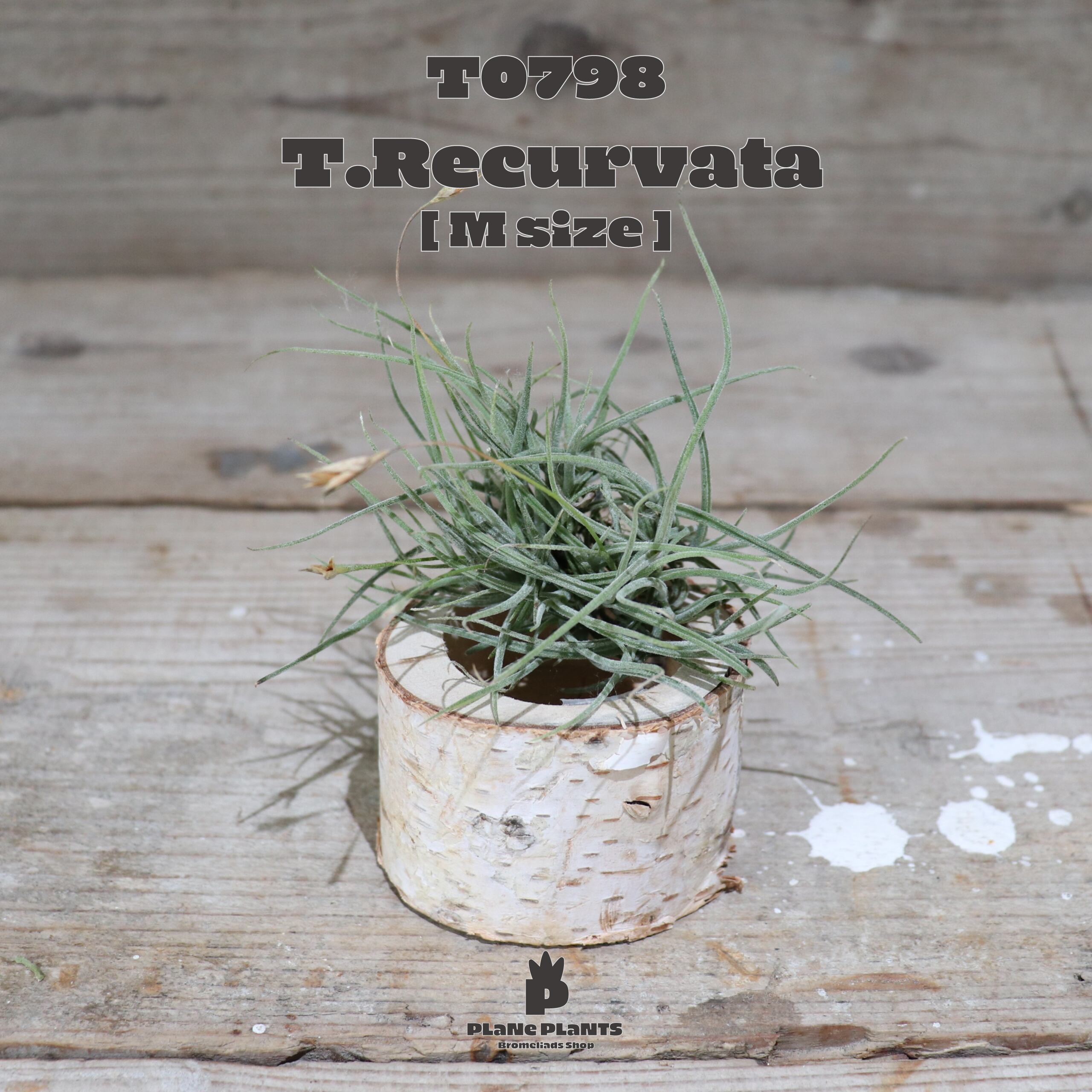 【送料無料】レクルバータ〔エアプランツ〕現品発送T0798