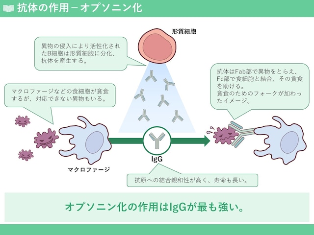 免疫学の基礎トレーニング「適応（獲得）免疫系」