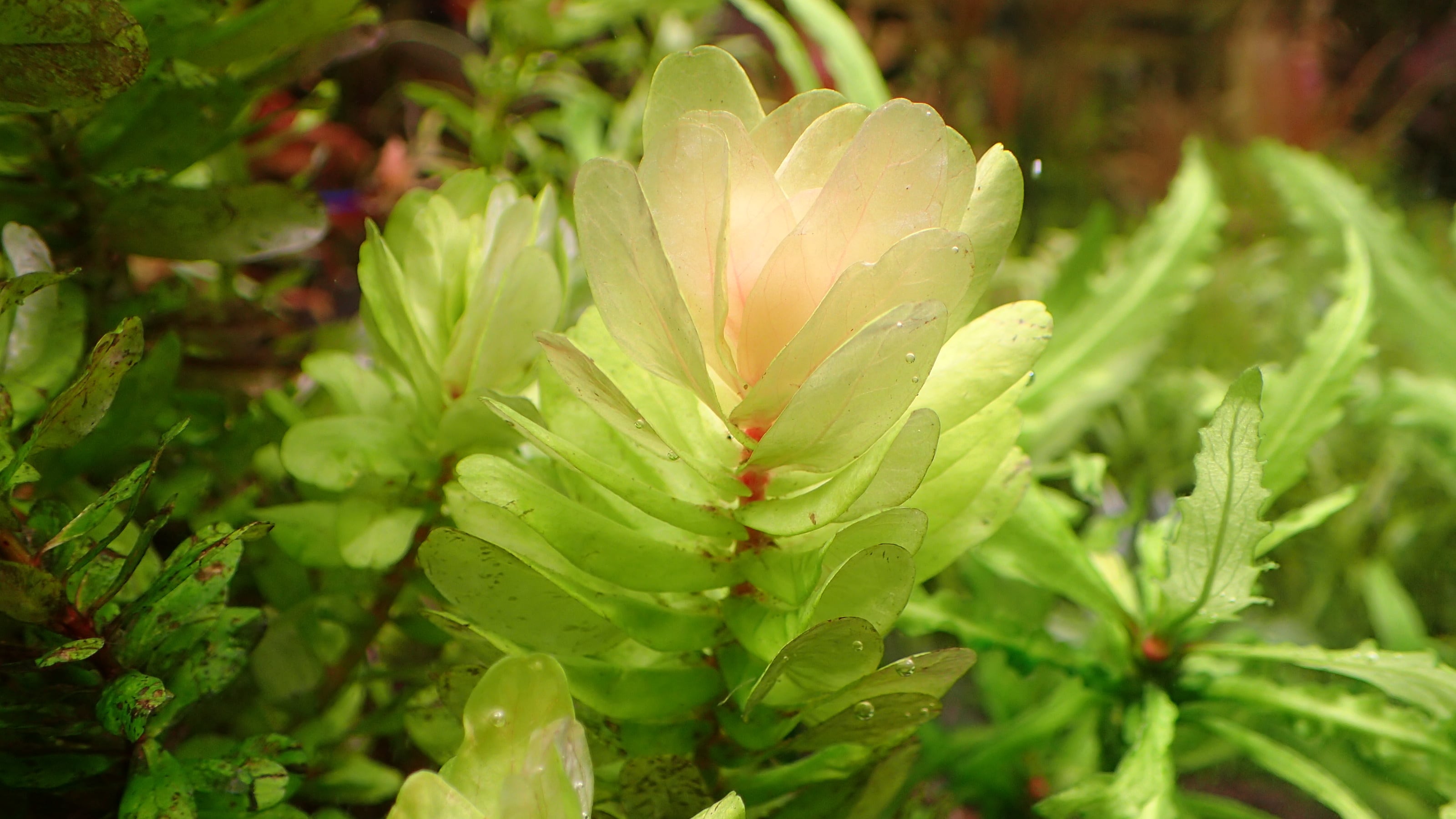 ロタラ トゥルナデンシス 1本 | 熱帯植物 水草