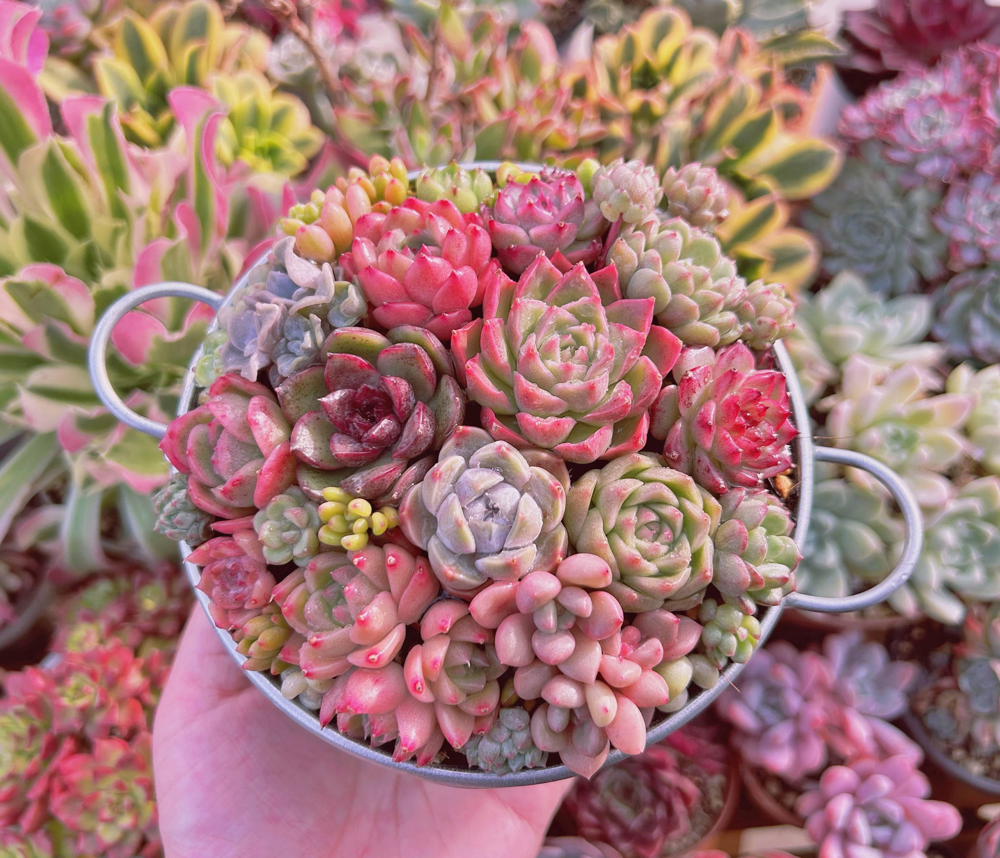 ☆まるちゃん☆多肉植物エケベリア❗訳あり苗＆在庫処分セット❗寄植えMIX ☆まるちゃん様専用☆多肉植物エケベリア❗訳あり苗＆在庫処分セット