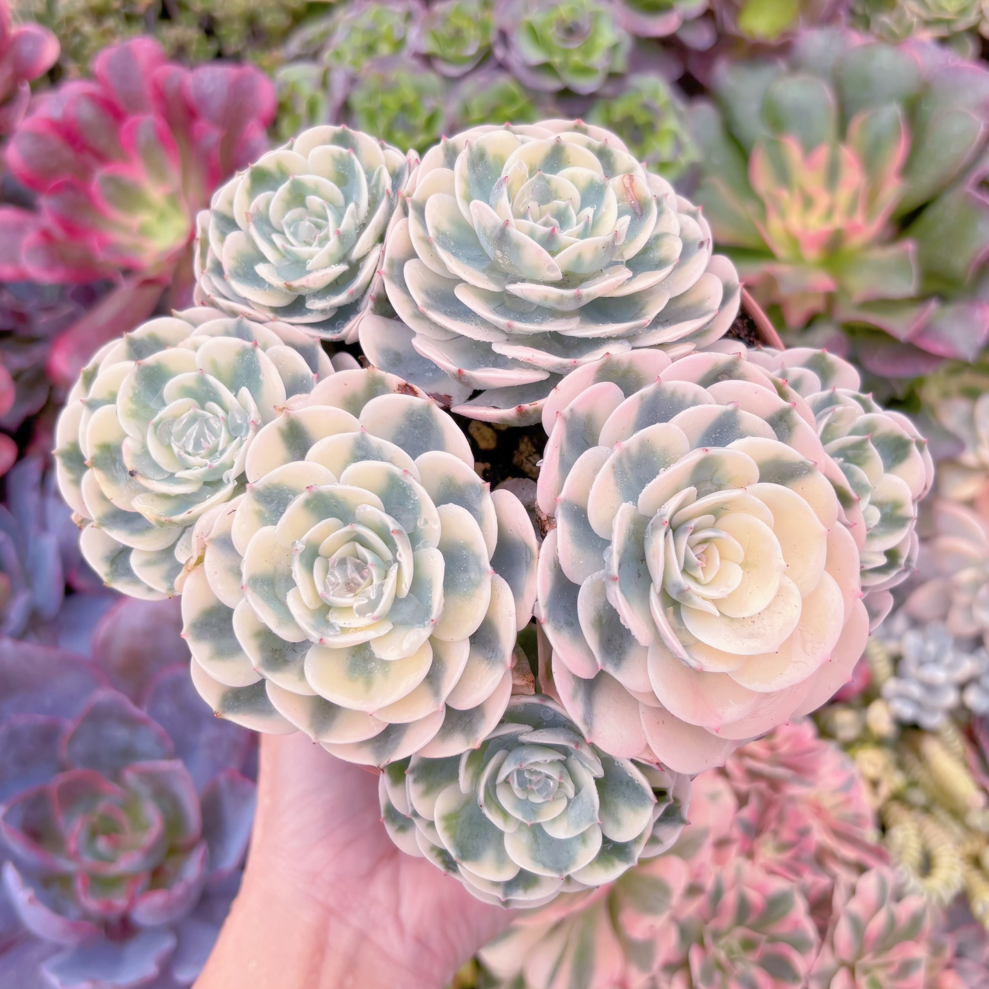 現品　ルノーディーン錦 #651　大群生　超美苗　新入荷　るる農園