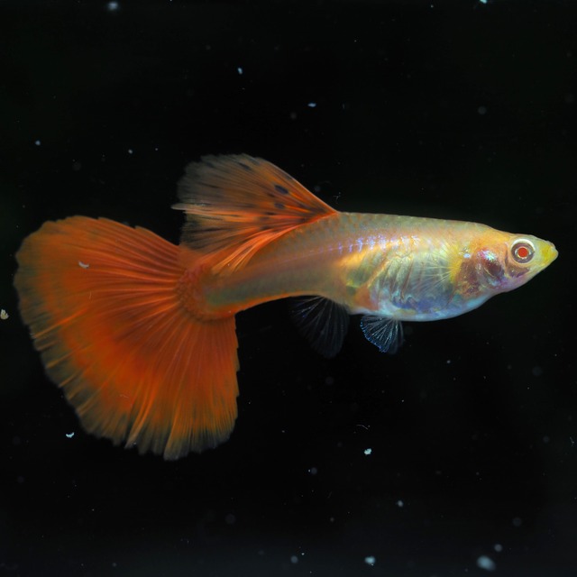 RREAフルレッド　２ペア＋おまけメス２匹