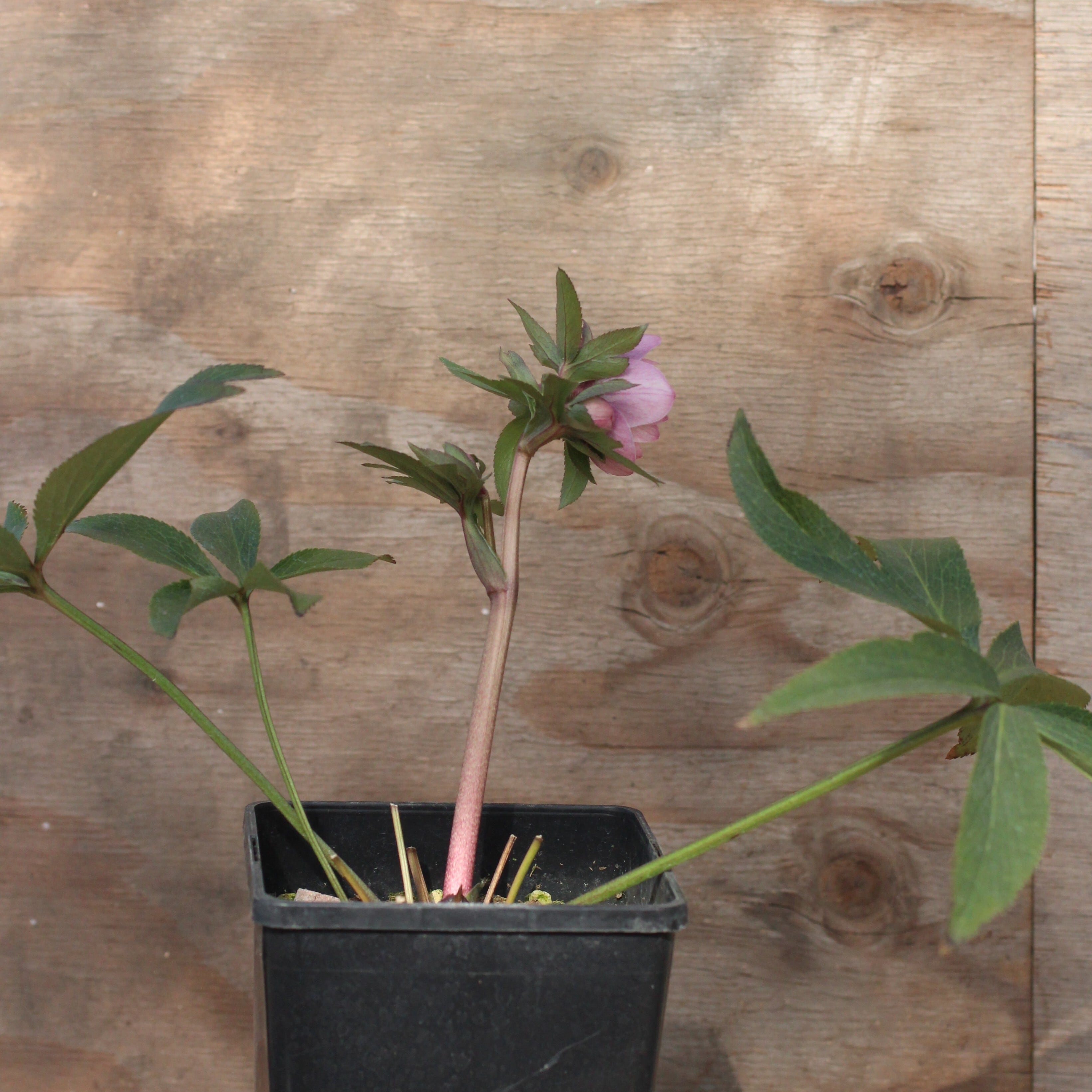 WS26-060 クリスマスローズ ウィンターシンフォニー 桃色の静ダブル