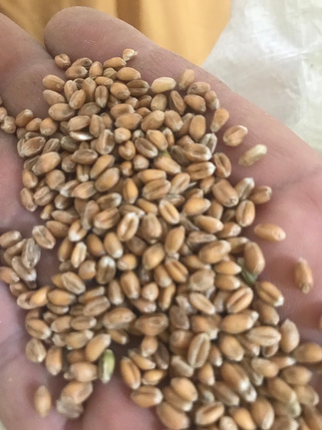 自然栽培小麦　玄麦　ミナミノカオリ