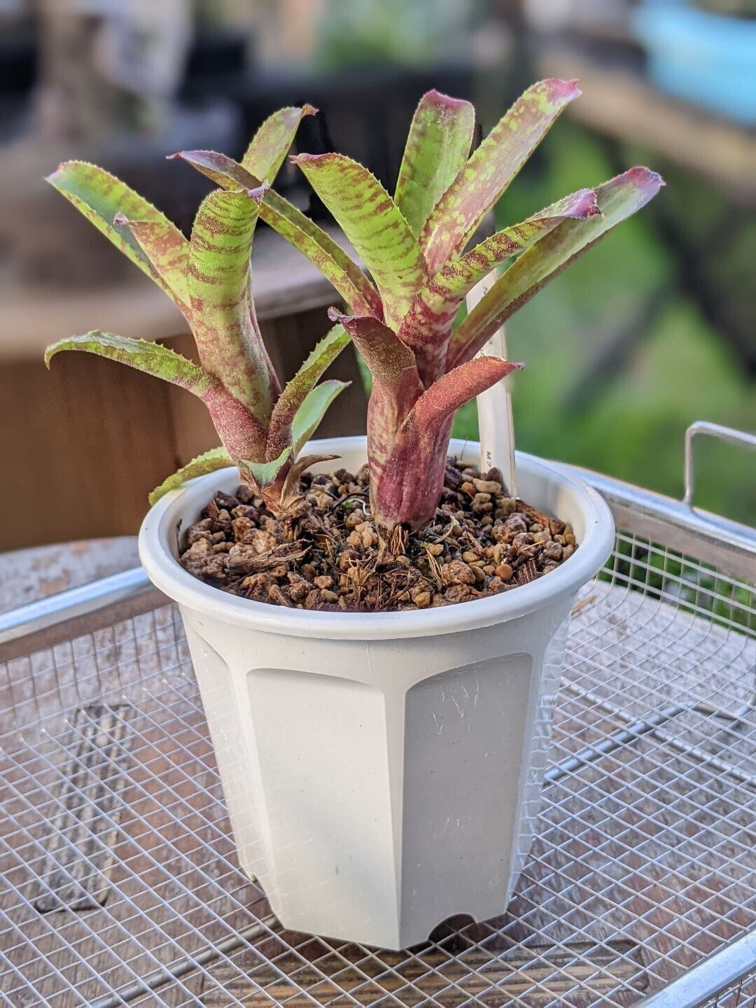 Astrophytum myriostigma アストロフィツム 四角ヘキラン ランポー玉