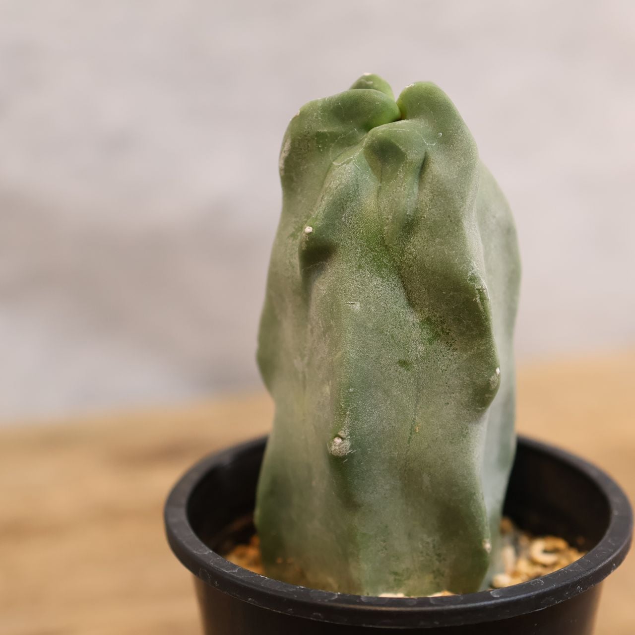 288 不思議な姿に福が宿る『サボテン 福禄寿』観葉植物 【送料無料