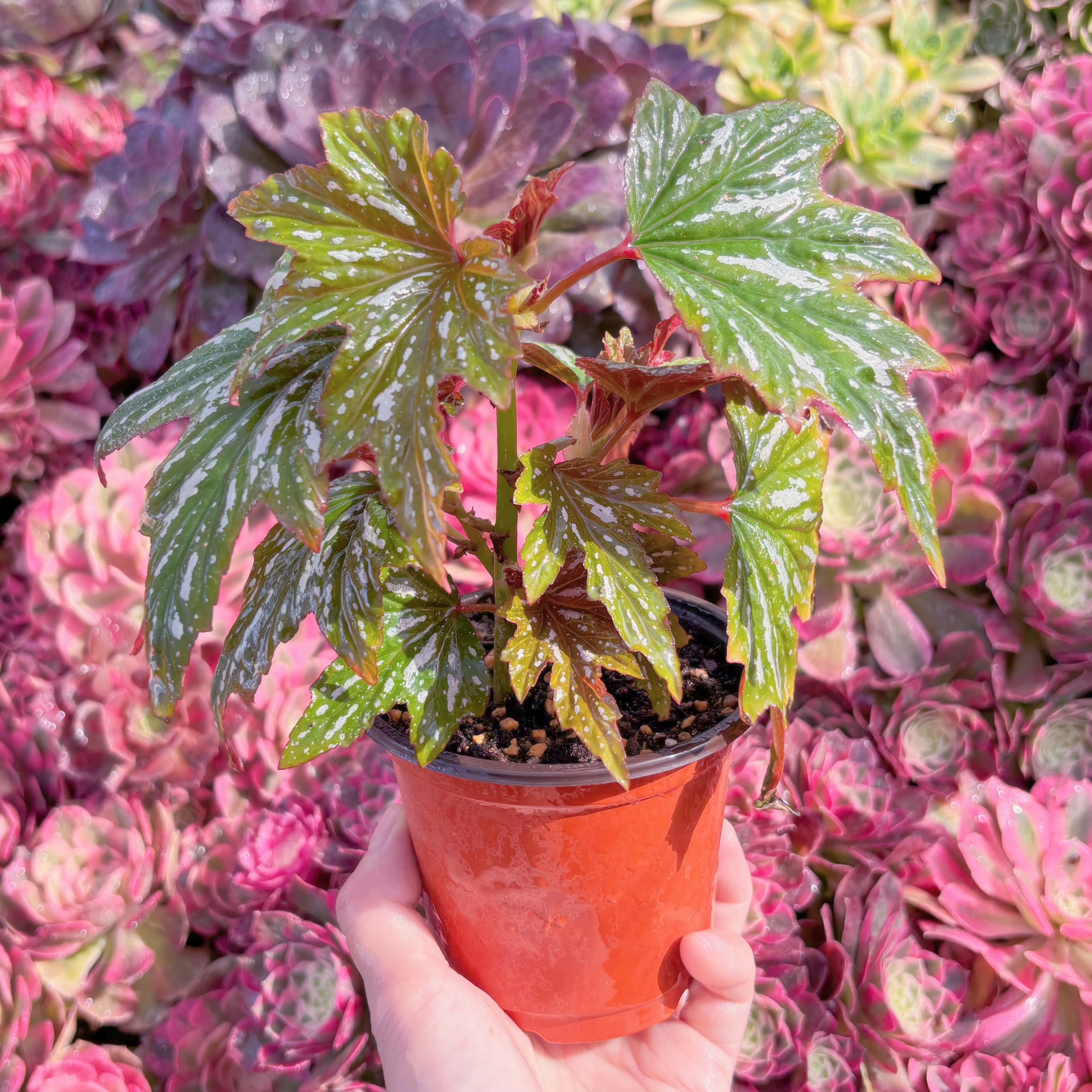 現品　ベゴニア#K447　るる農園