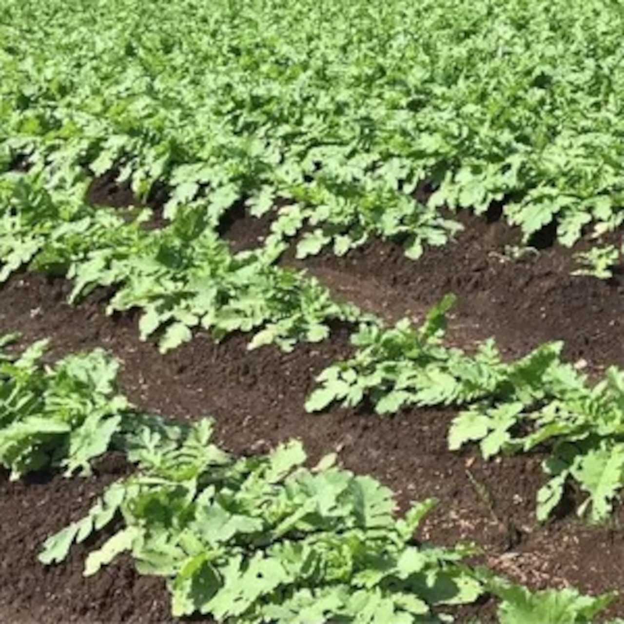 比内ヒルズ 熟成黒にんにく(100g)3個セット・画像3