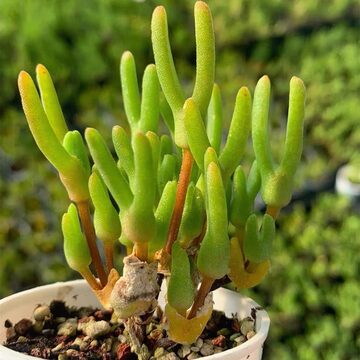SALE❣️多肉植物 ドロサンテマム キラキラ 氷川 抜き苗 1株 | PAY ID