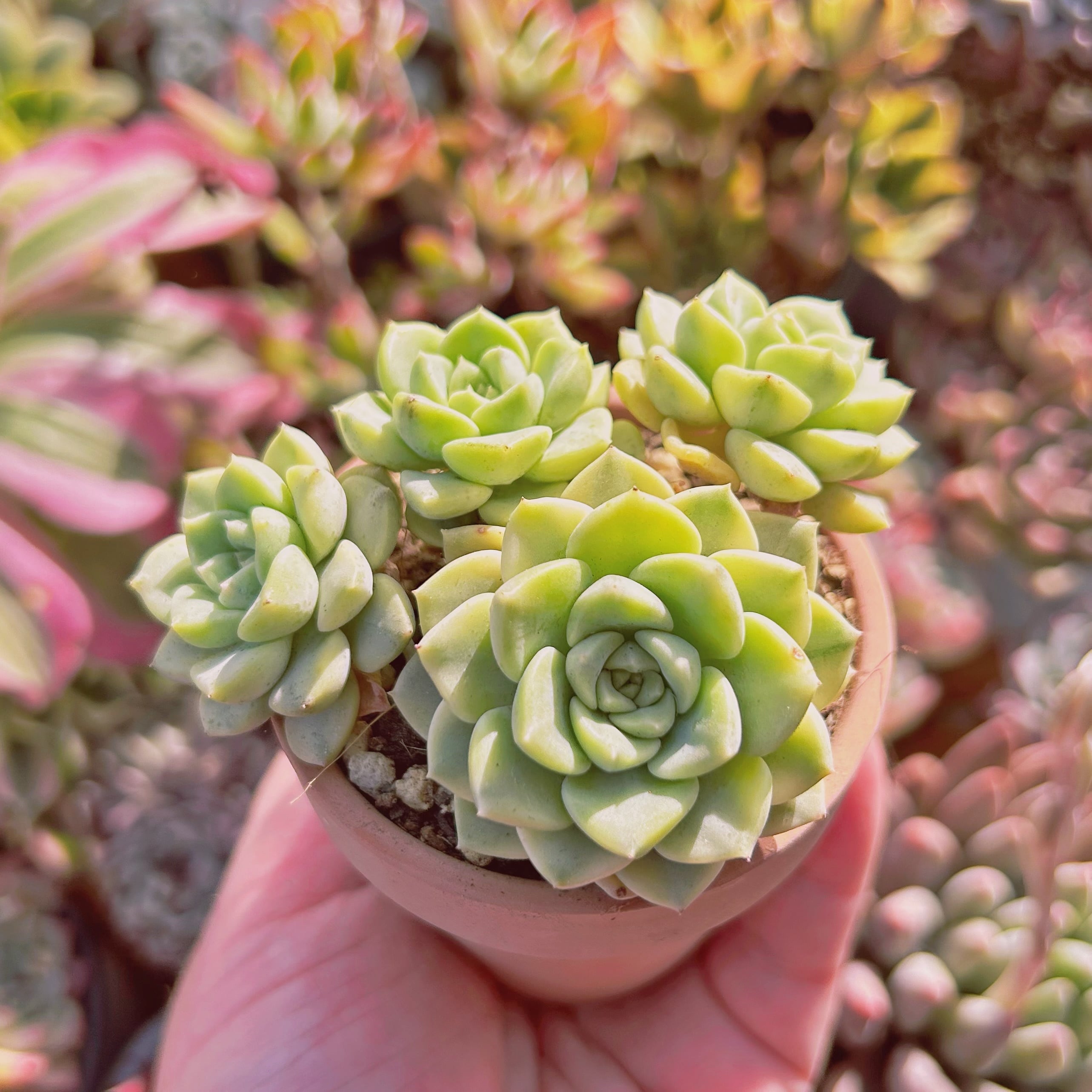 多肉植物 Echeveria 新品種 ベビードール錦 3～4頭 | るる農園~多肉
