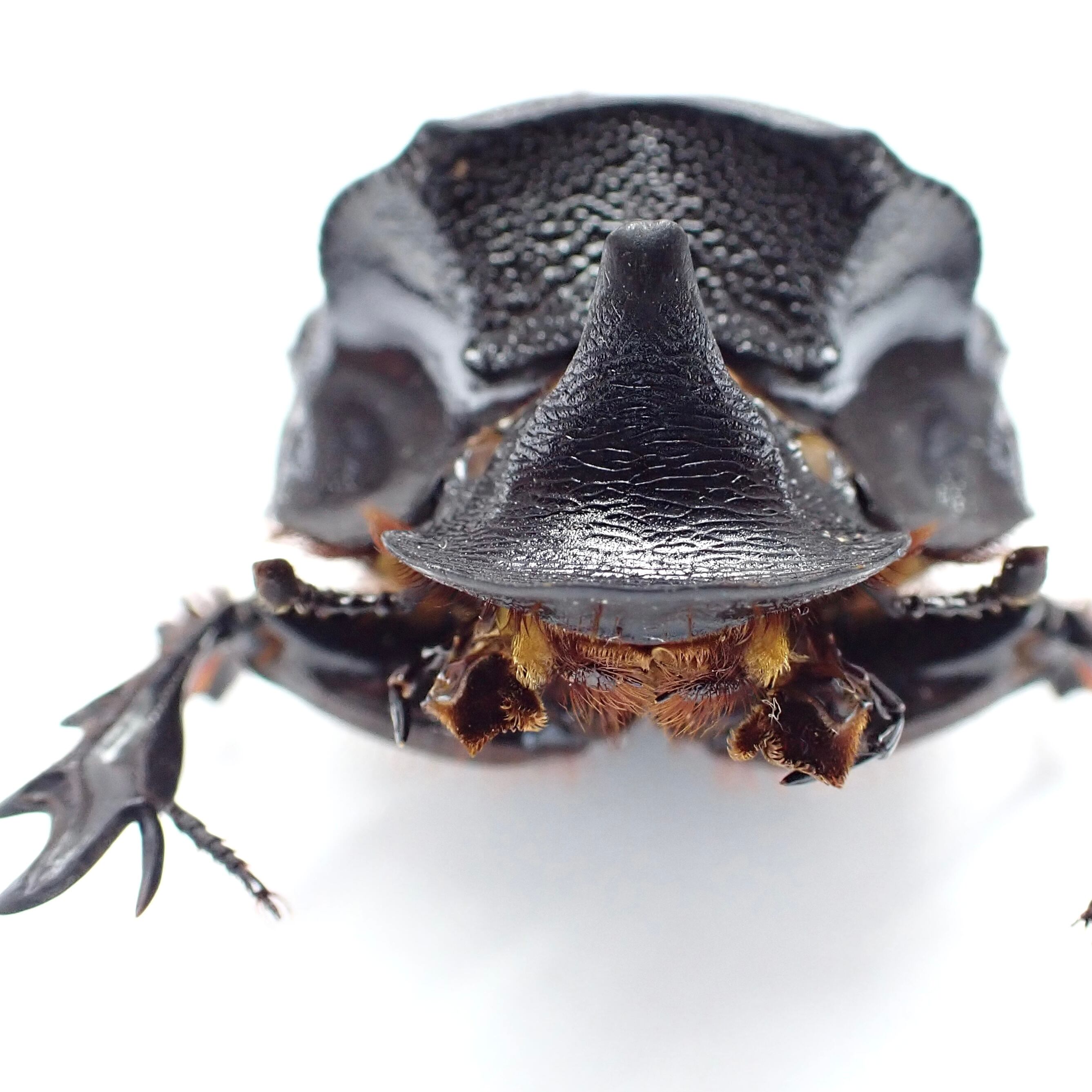 マレーシア産 Heliocopris tyrannus ♂♀ 58mm/61mm | 昆虫標本