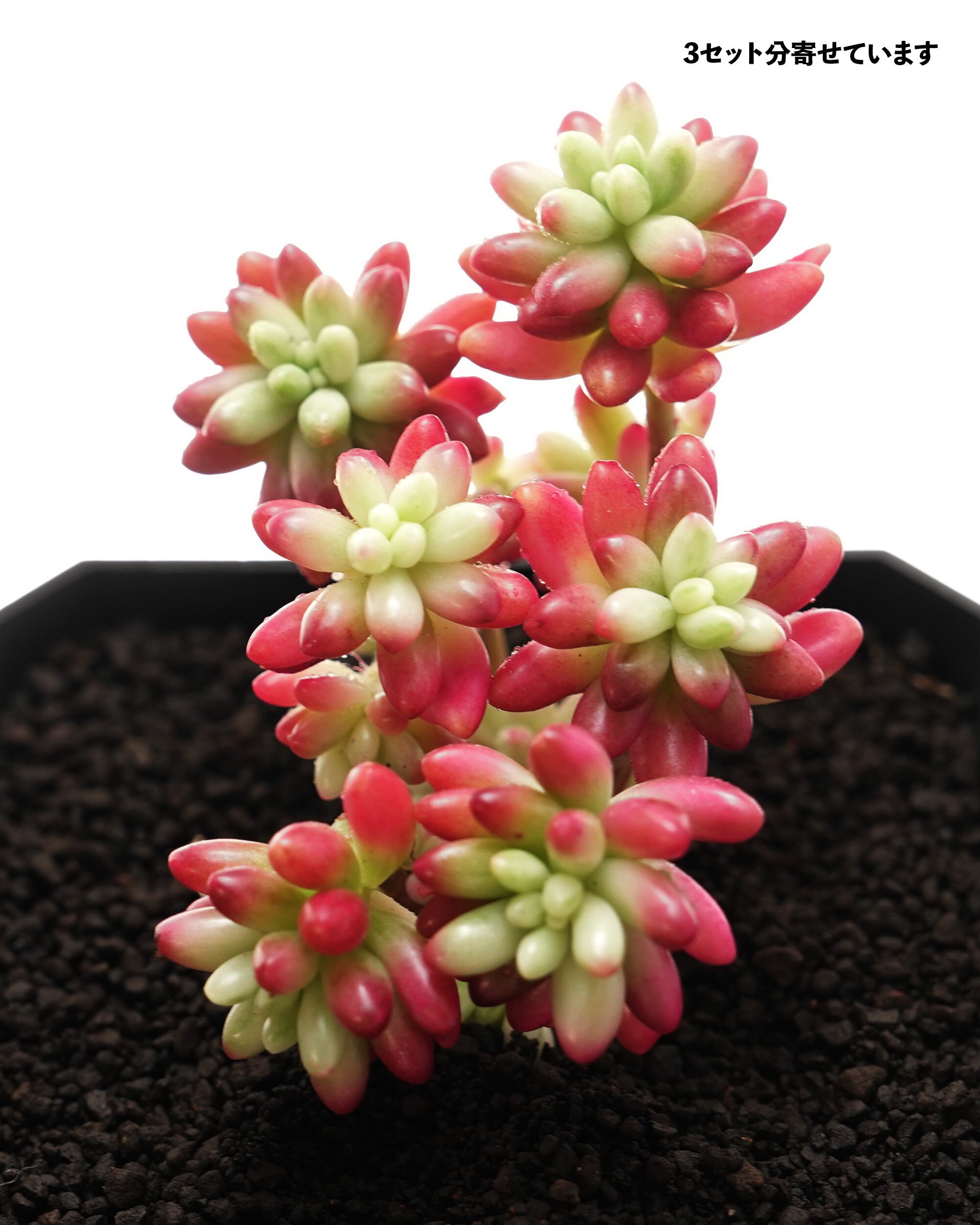 カット苗 クラウゼン錦(オーロラ) Sedum 'Clausen' Variegated カット苗 クラウゼン錦(オーロラ) Sedum 'Clausen' Variegated