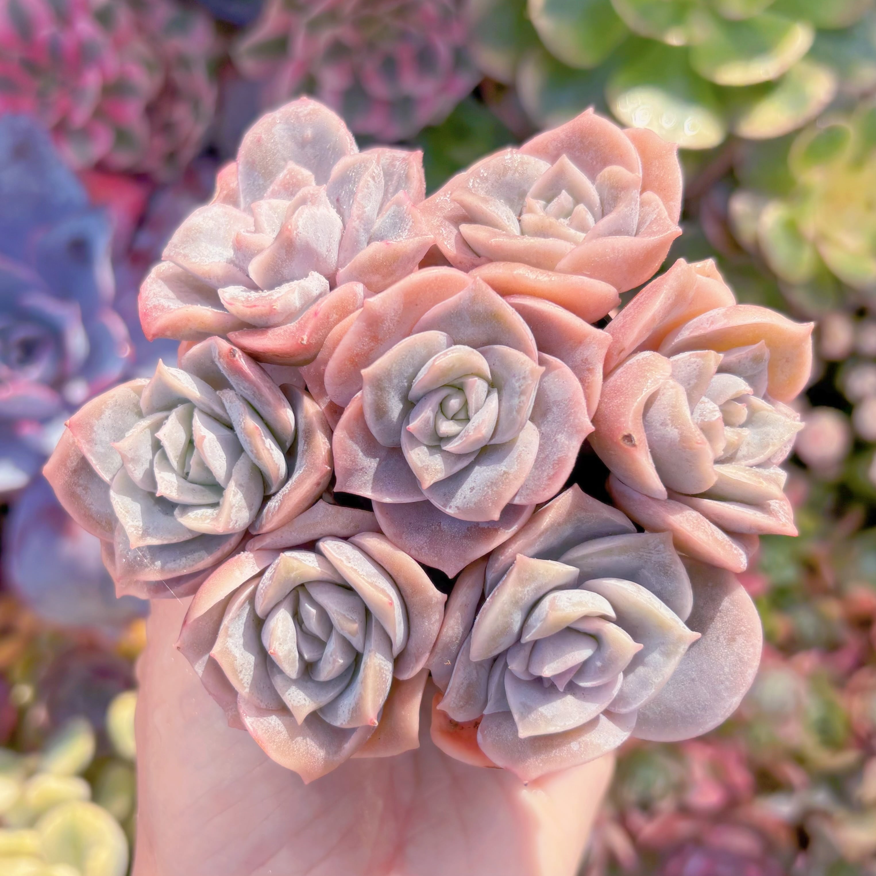 現品　ピンクラブリーローズ(7苗)#F223　在庫僅少　るる農園