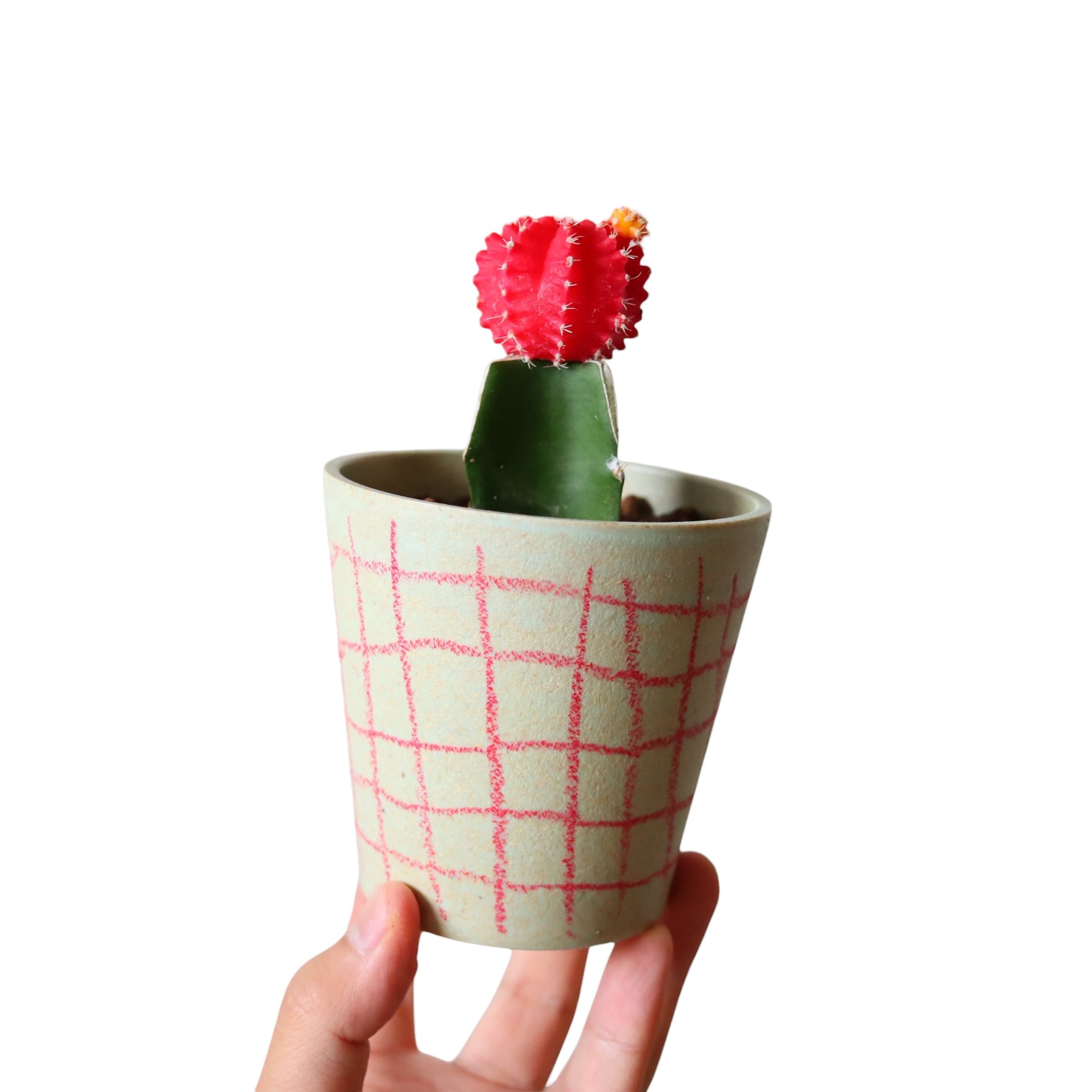多肉植物 | 植物屋 fytó