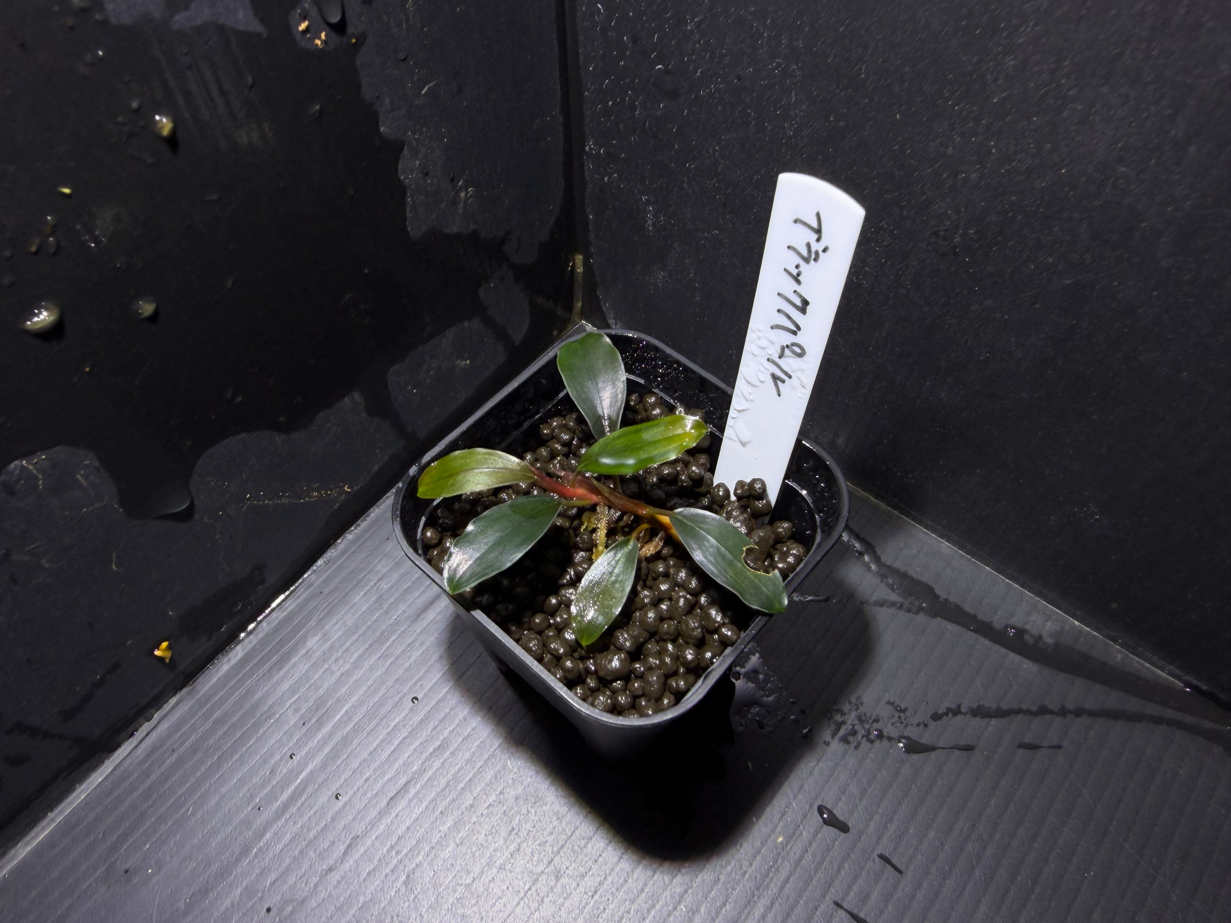 ブセファランドラ | AquaFocus