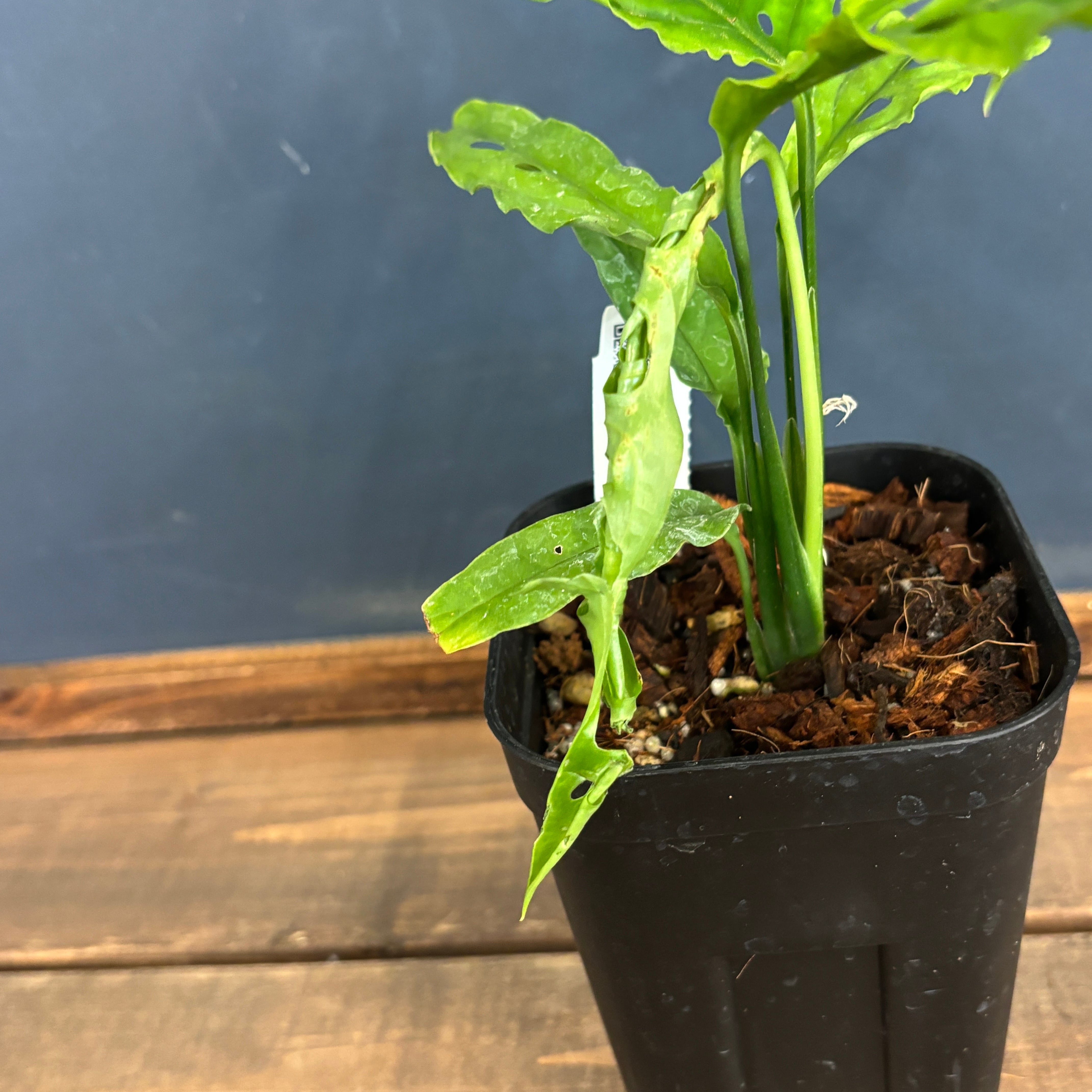 モンステラ オブリクア ペルー【840】 | PROTOLEAF プロトリーフ