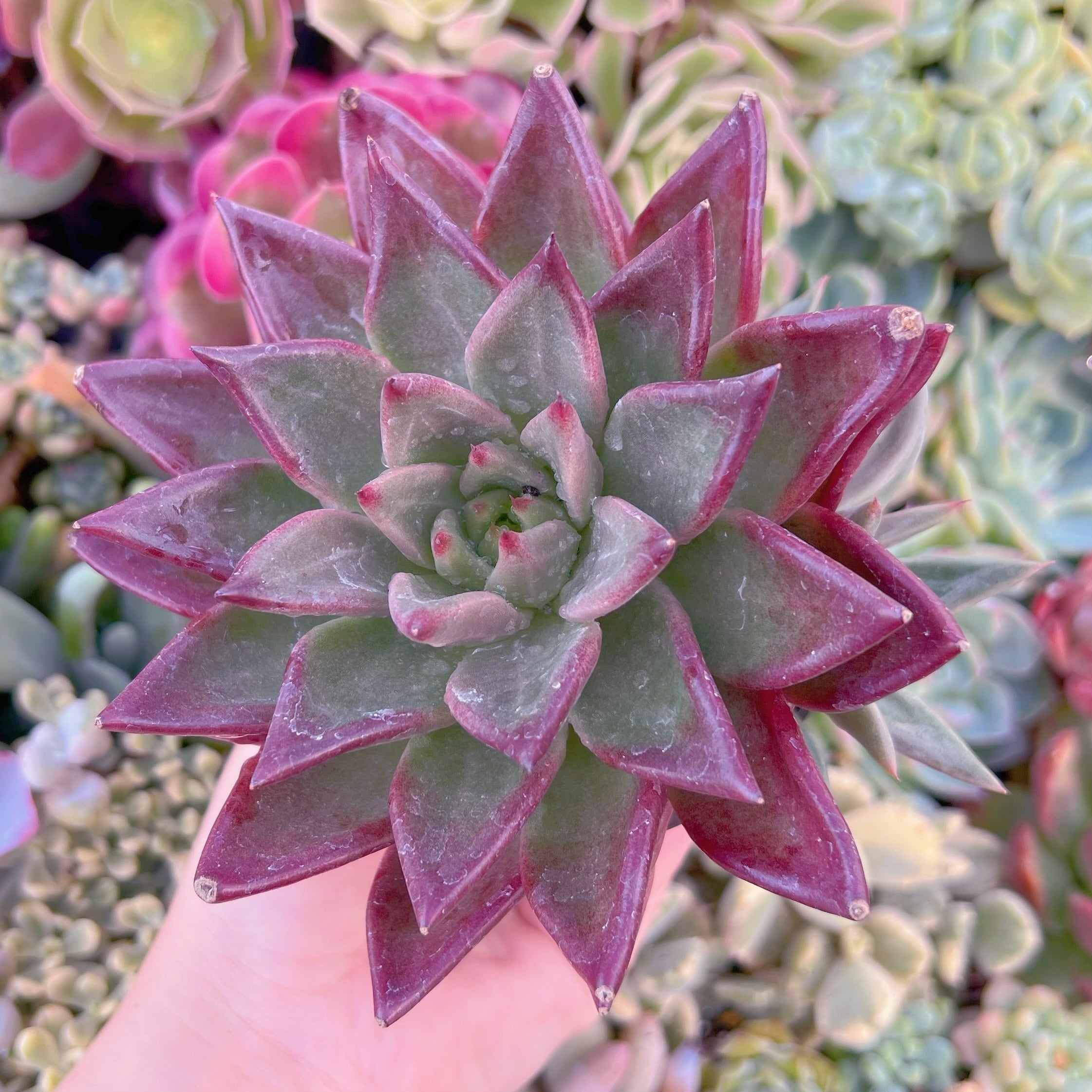 現品　プシュケ#F027　大苗　るる農園