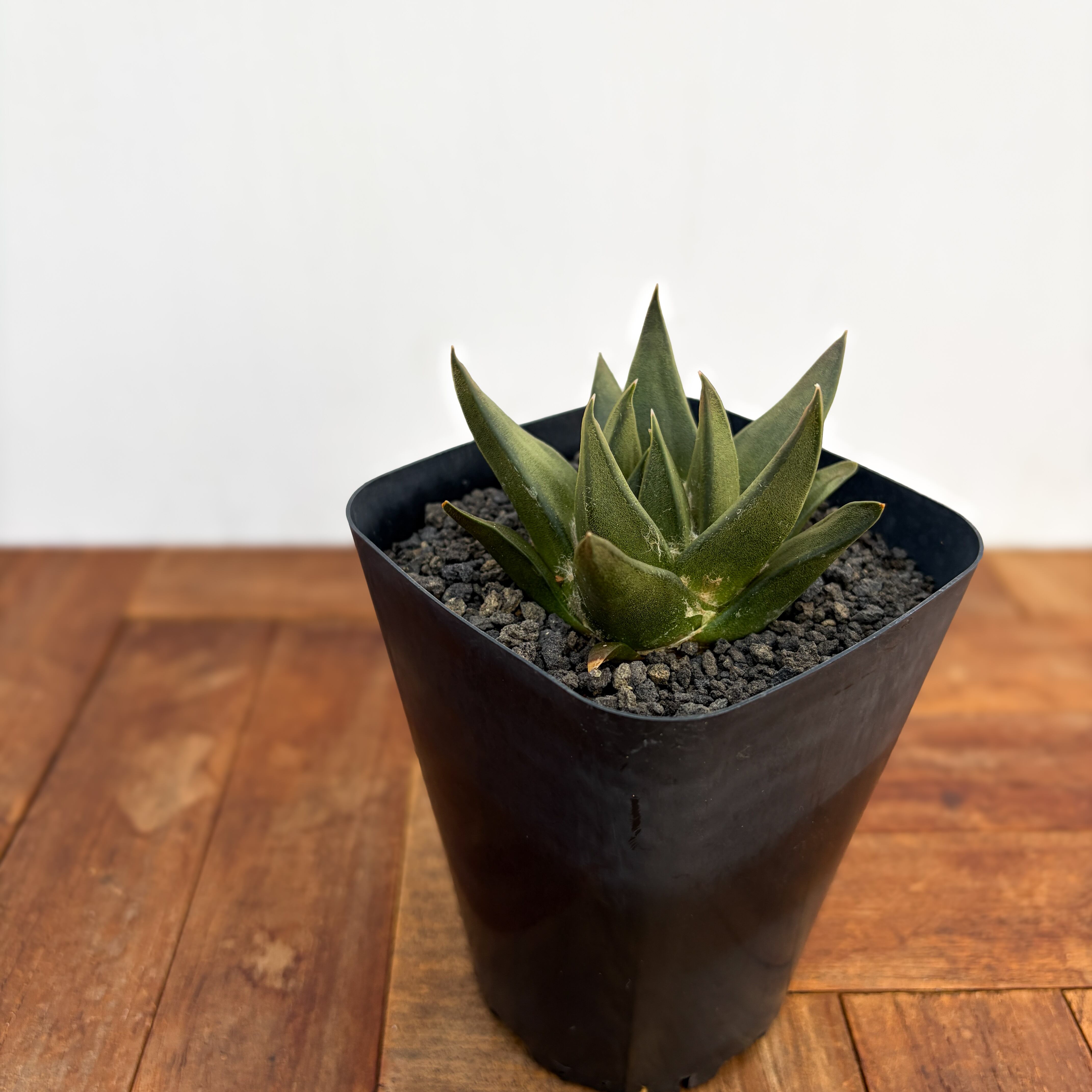 アリオカルプス　三角牡丹　国内実生　陶器鉢　サボテン　美株 Ariocarpus trigonus 【アリオカルプス・短疣三角牡丹・実生