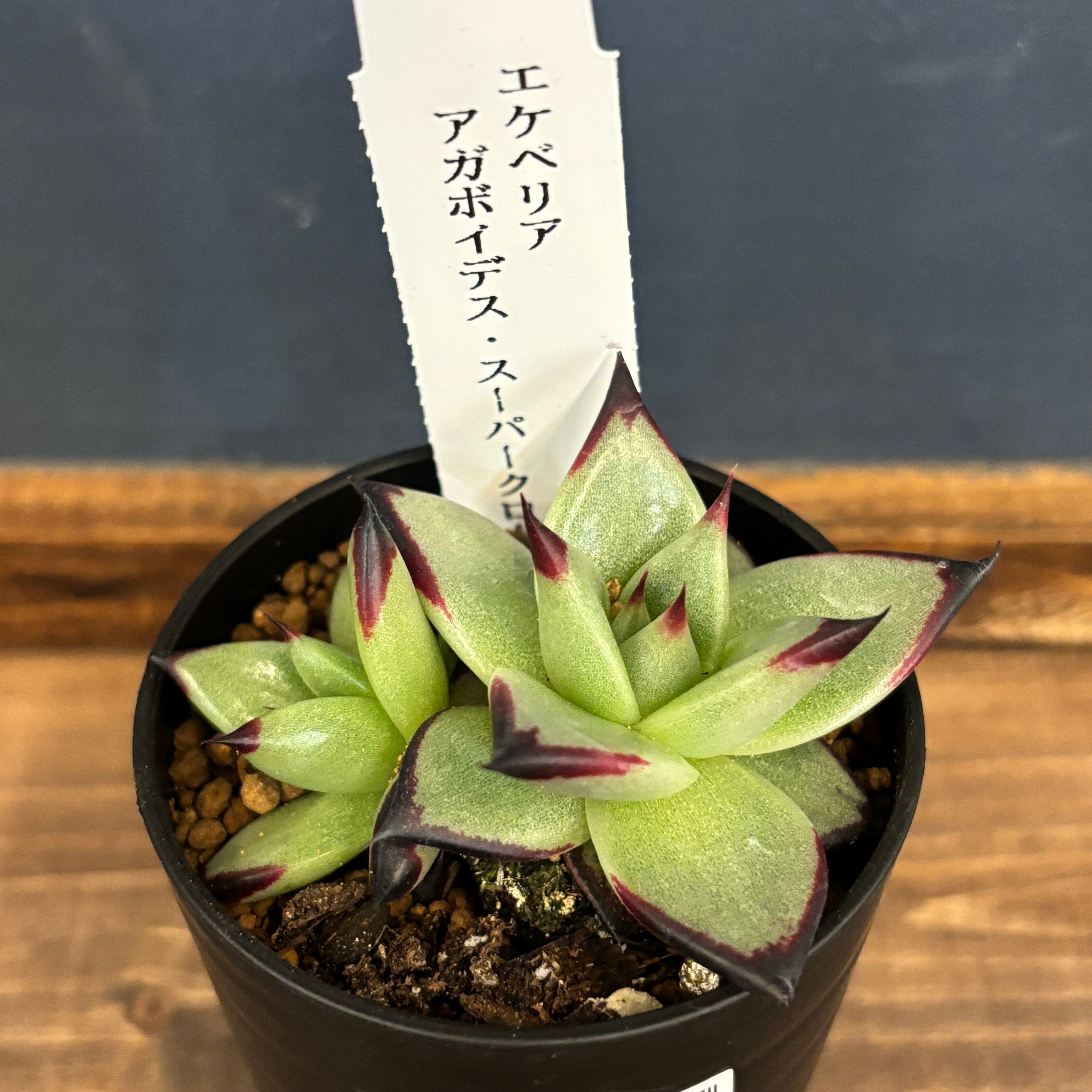 エケベリア アガボイデス スーパークローン【879】