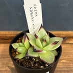 エケベリア アガボイデス スーパークローン【879】