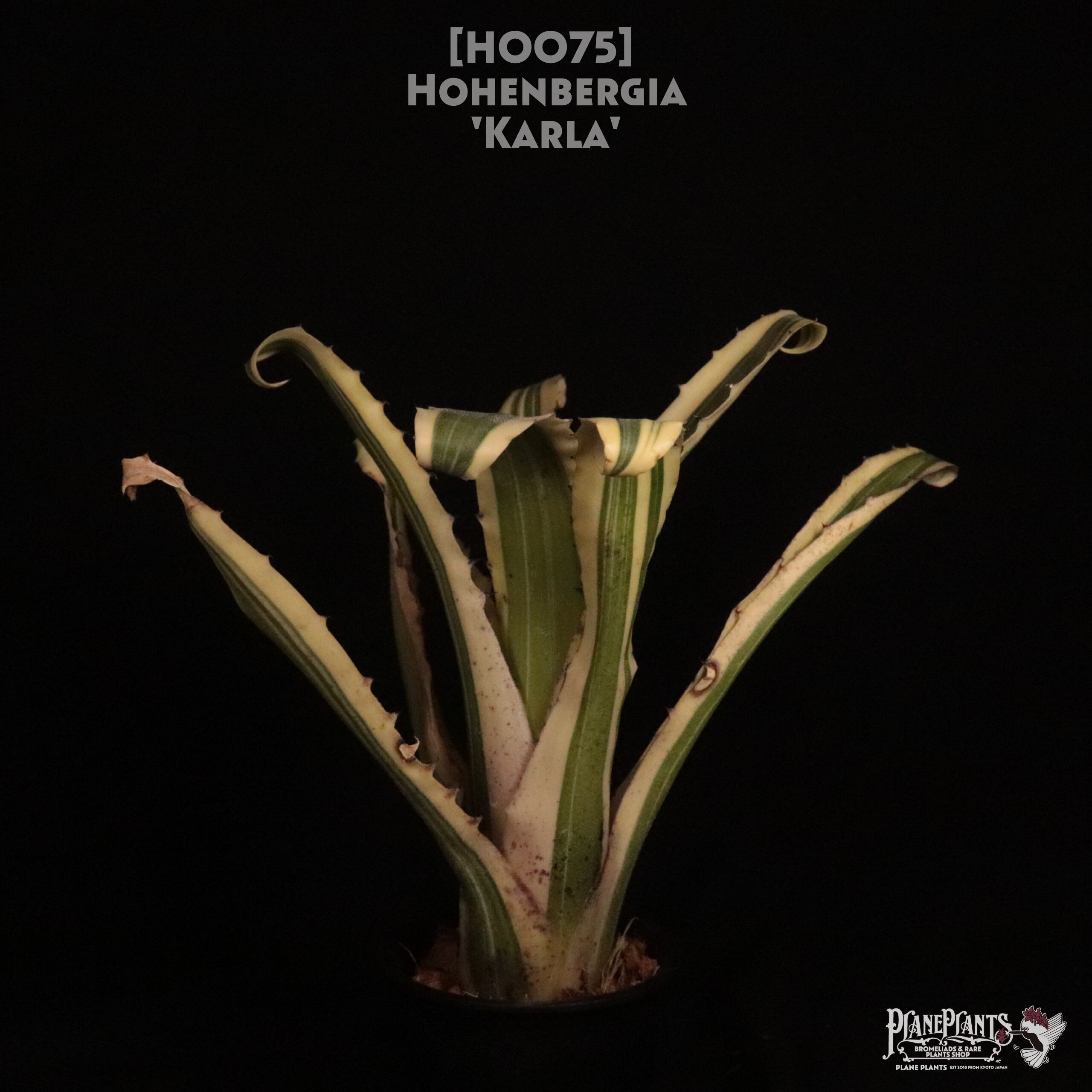 【送料無料】Hohenbergia 'Karla'〔ホヘンベルギア〕現品発送H0075