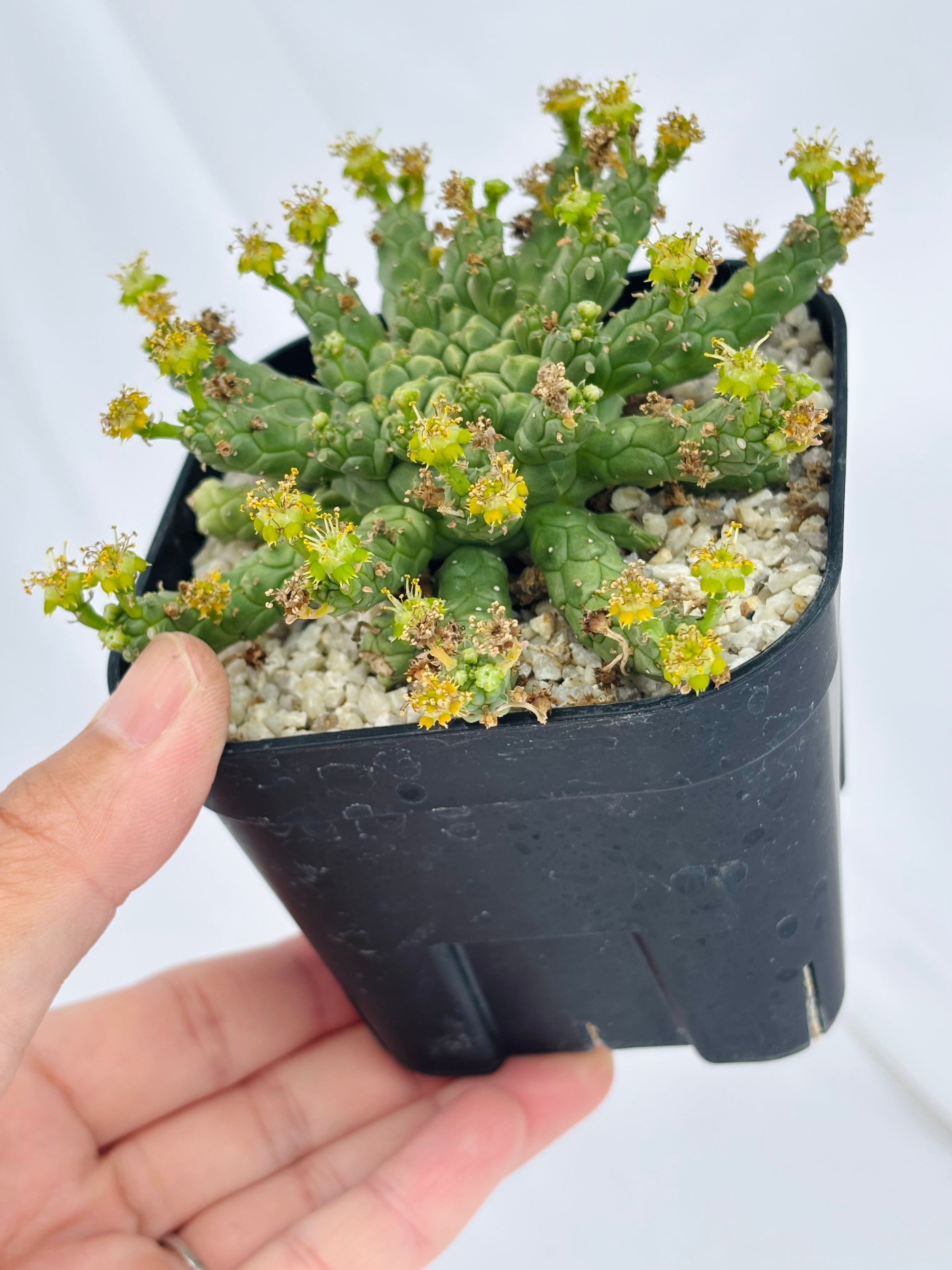 Euphorbia gorgonis ユーフォルビア ゴルゴニス 多肉植物 | plants