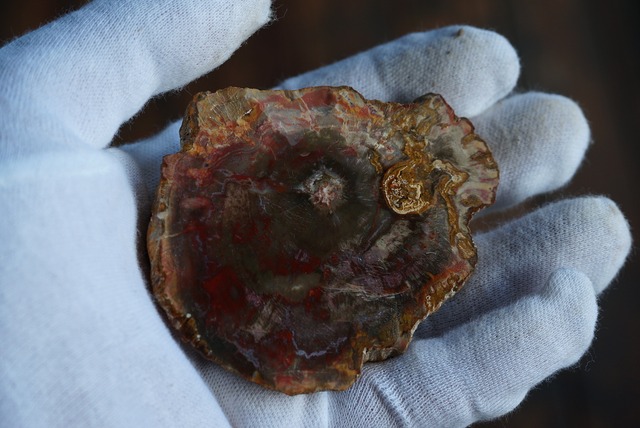 珪化木 Araucarioxylon ④