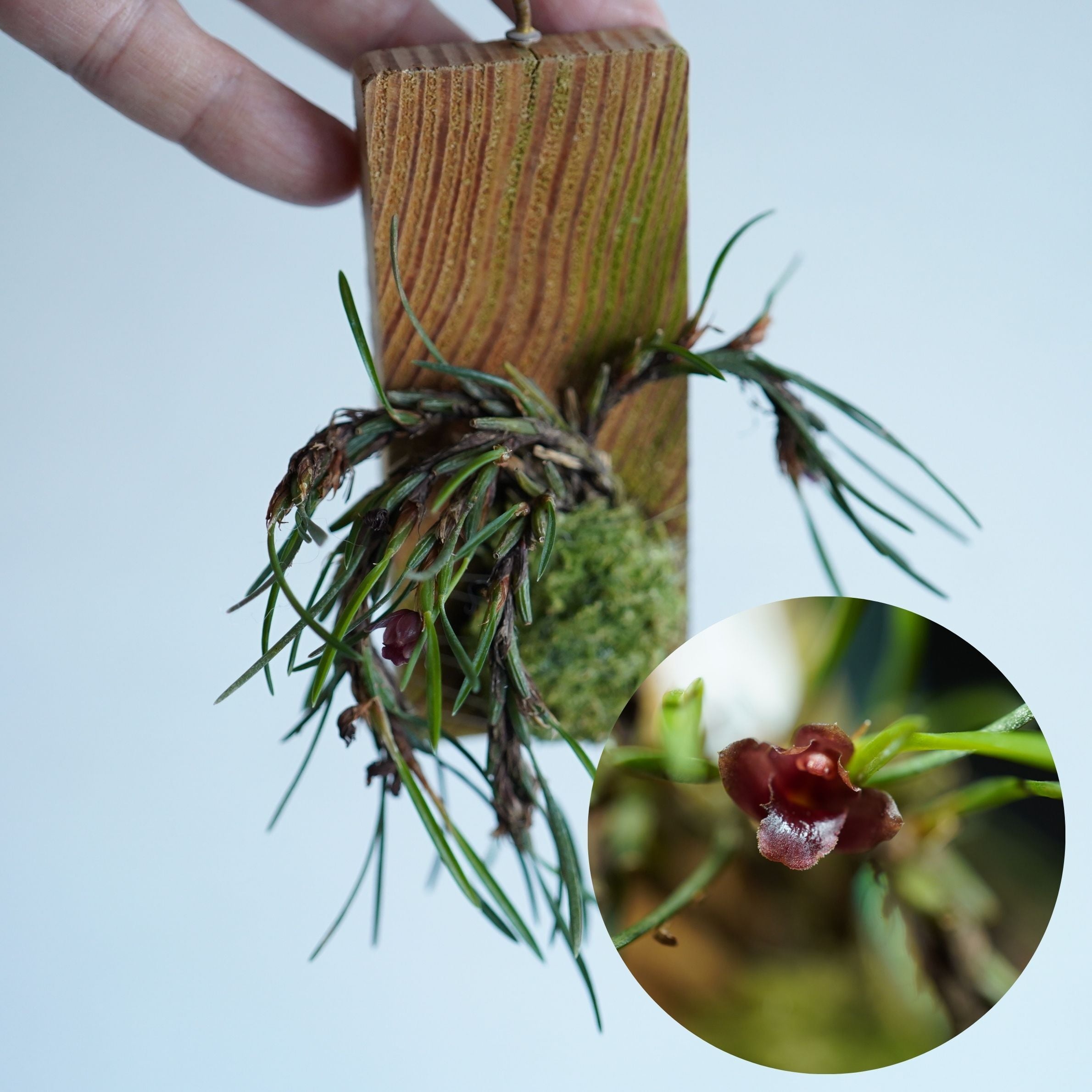 【板付け着生ラン】マキシラリア スブリフォリア Maxillaria subulifolia◆現品