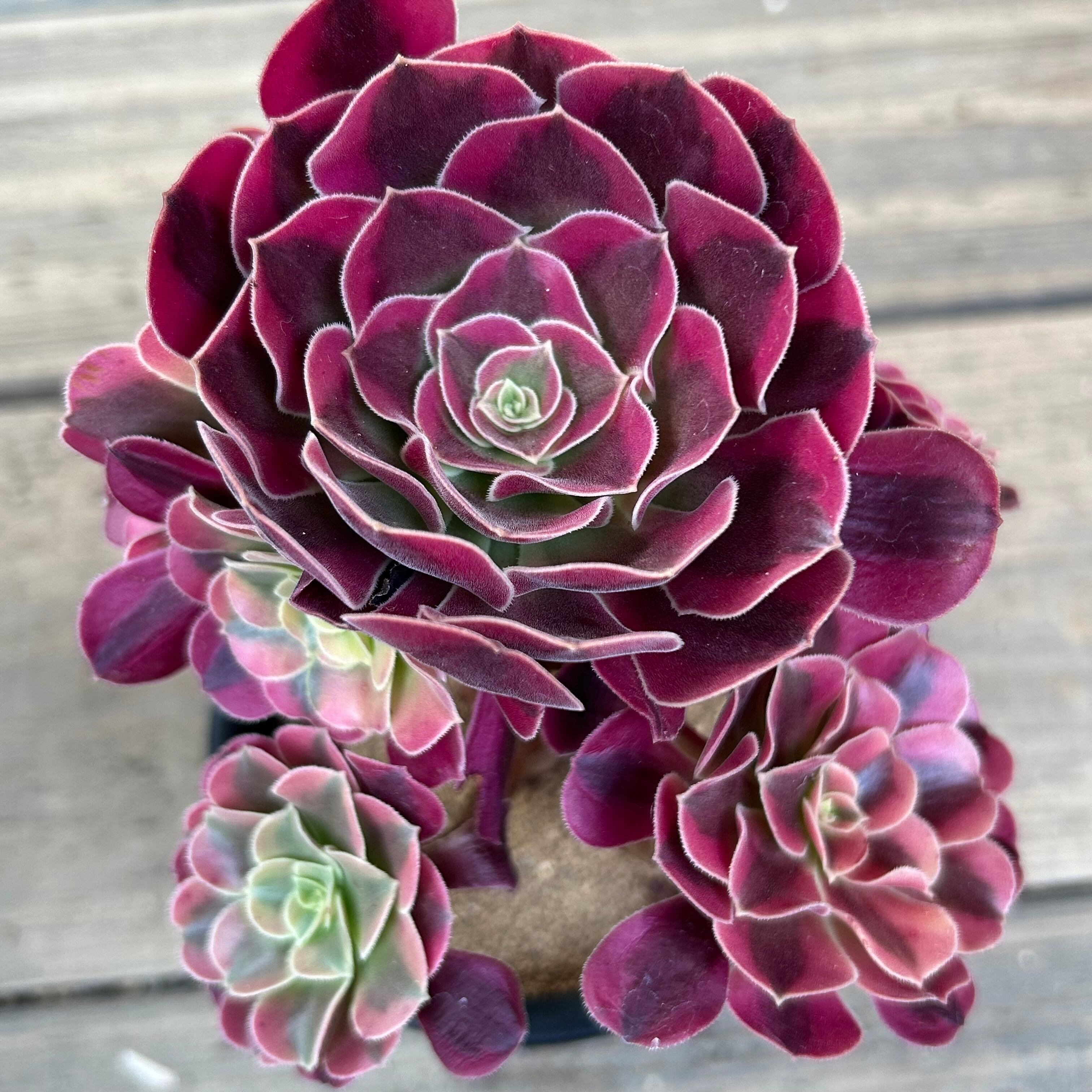 メデューサ アエオニウム 韓国苗 | RuPo 多肉植物専門店