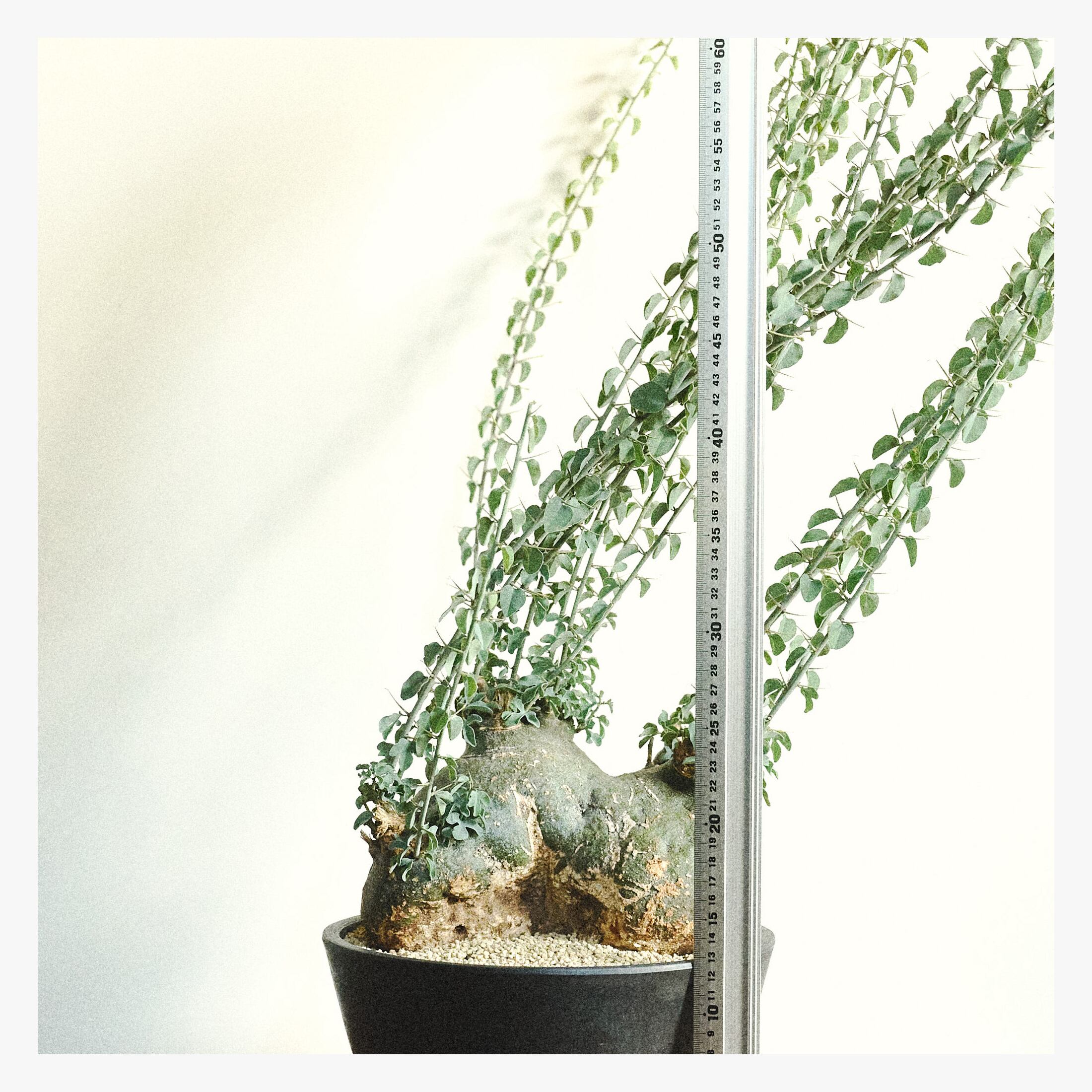 【激渋株】 Adenia spinosa アデニアスピノーサ 現地球 塊根植物 Adenia spinosa アデニアスピノーサ sp2 | PAY ID