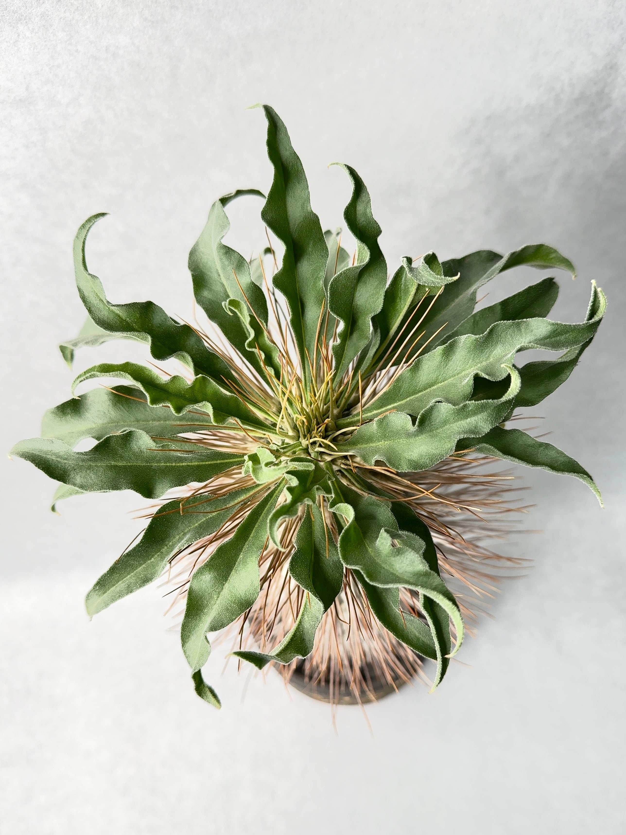 パキポディウム・ナマクアナム | trigger