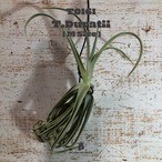 【送料無料】ドゥラティM〔エアプランツ〕現品発送T0161