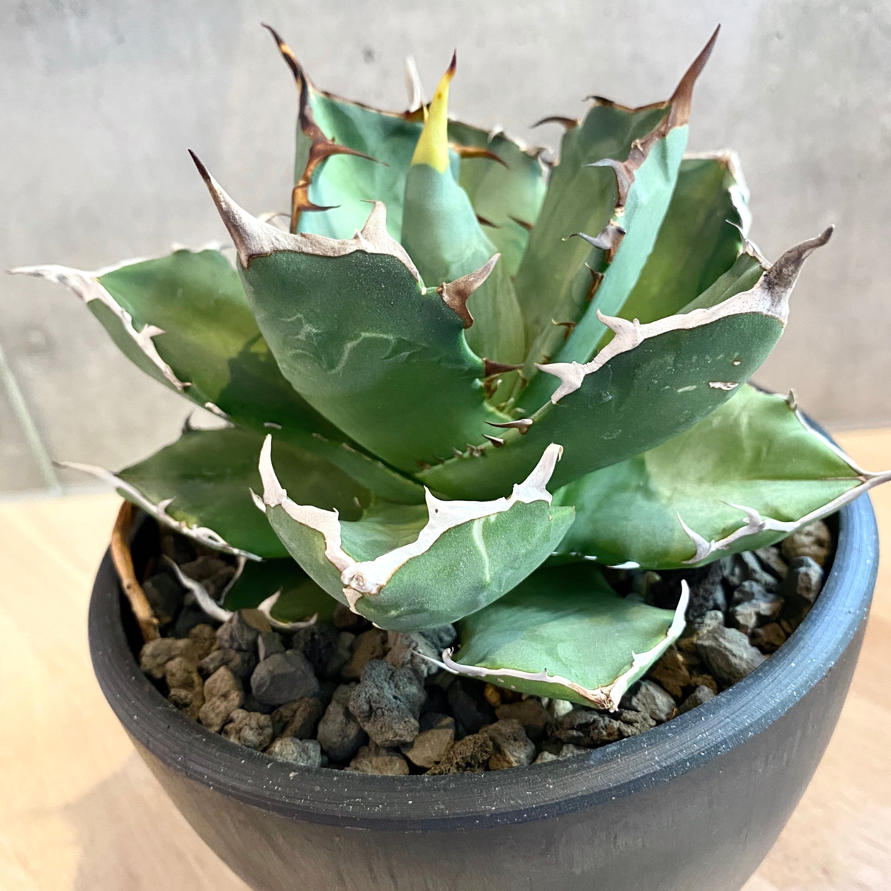 アガベ　オテロイ　発根済み！　　　　　　　　チタノタ　  AGAVE