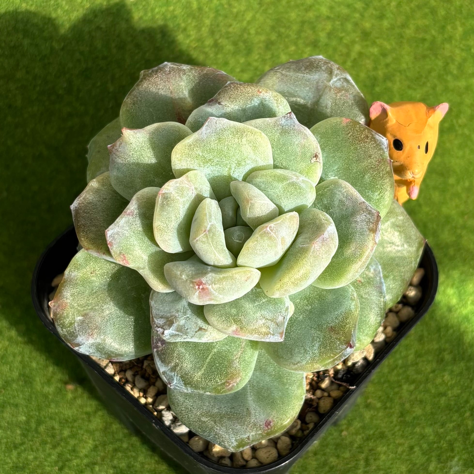 斑入り | 多肉植物 豆彦商店