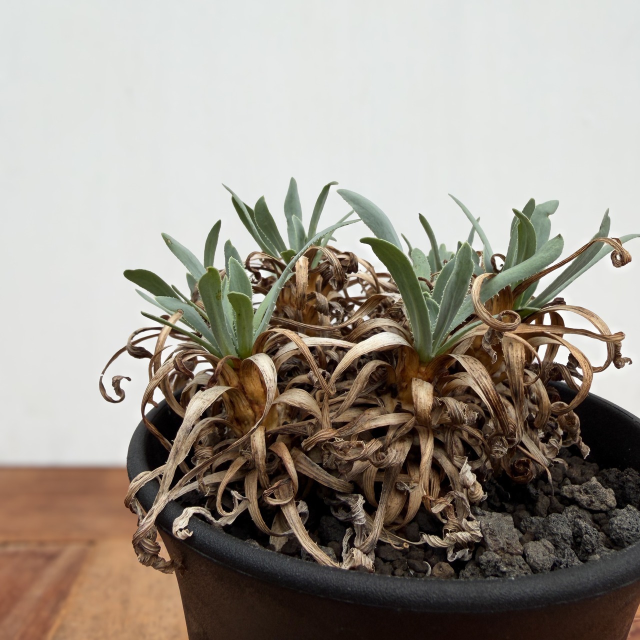 Othonna retrorsa【オトンナ・レトロルサ・実生】