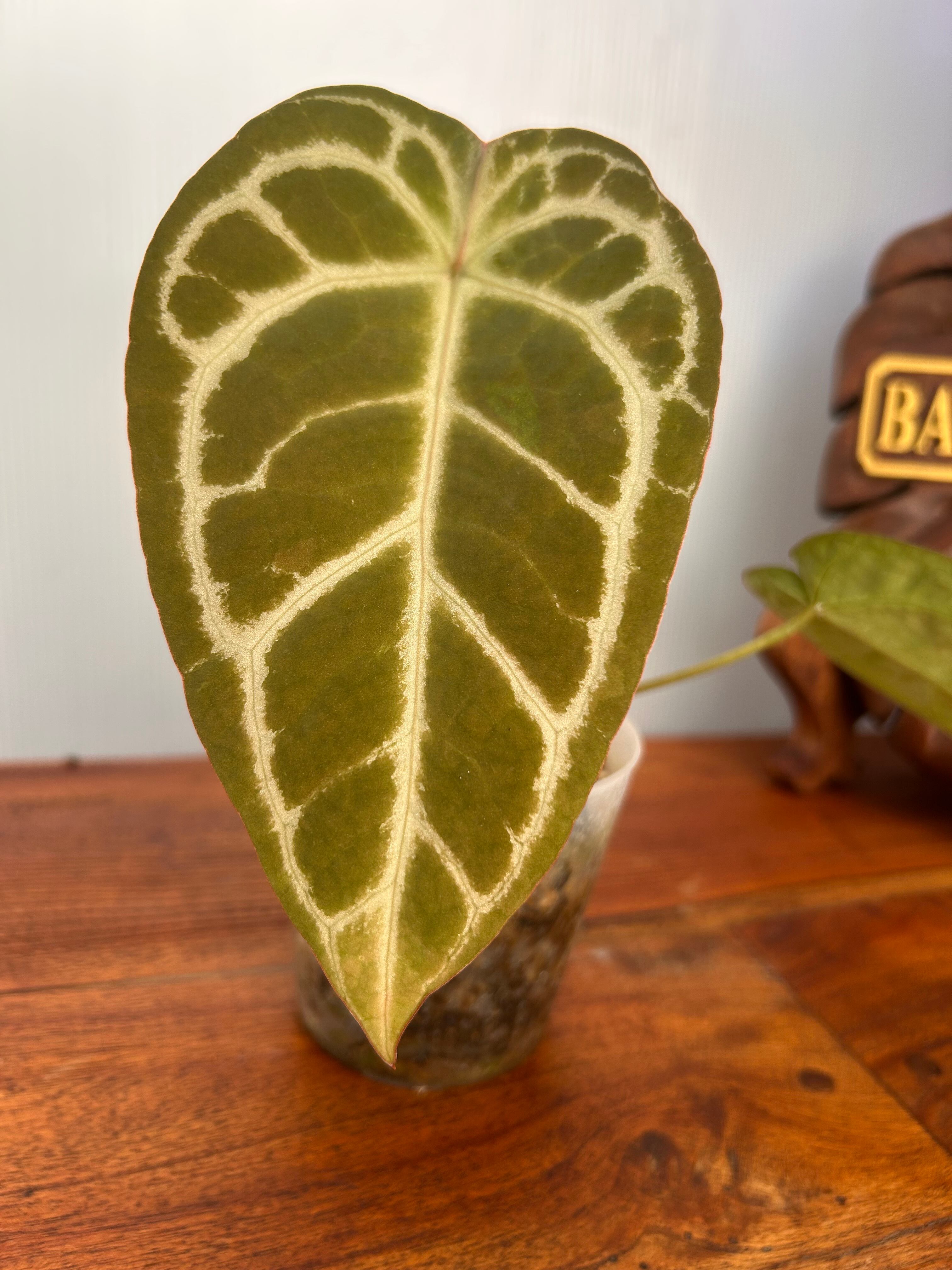 Anthurium | BA PLants