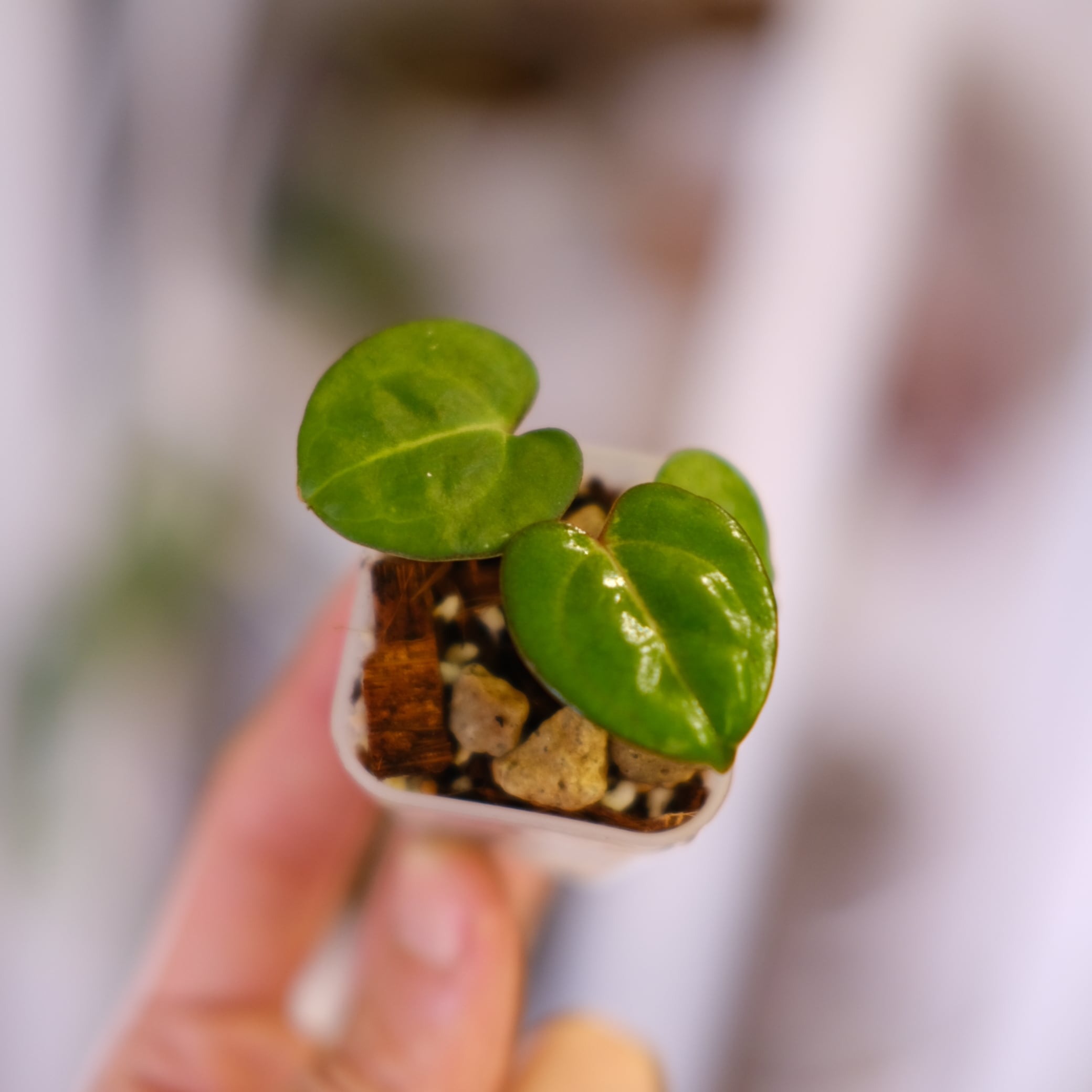 Anthurium Carlablackiae｜アンスリウム カーラブラッキー Anthurium Carlablackiae 