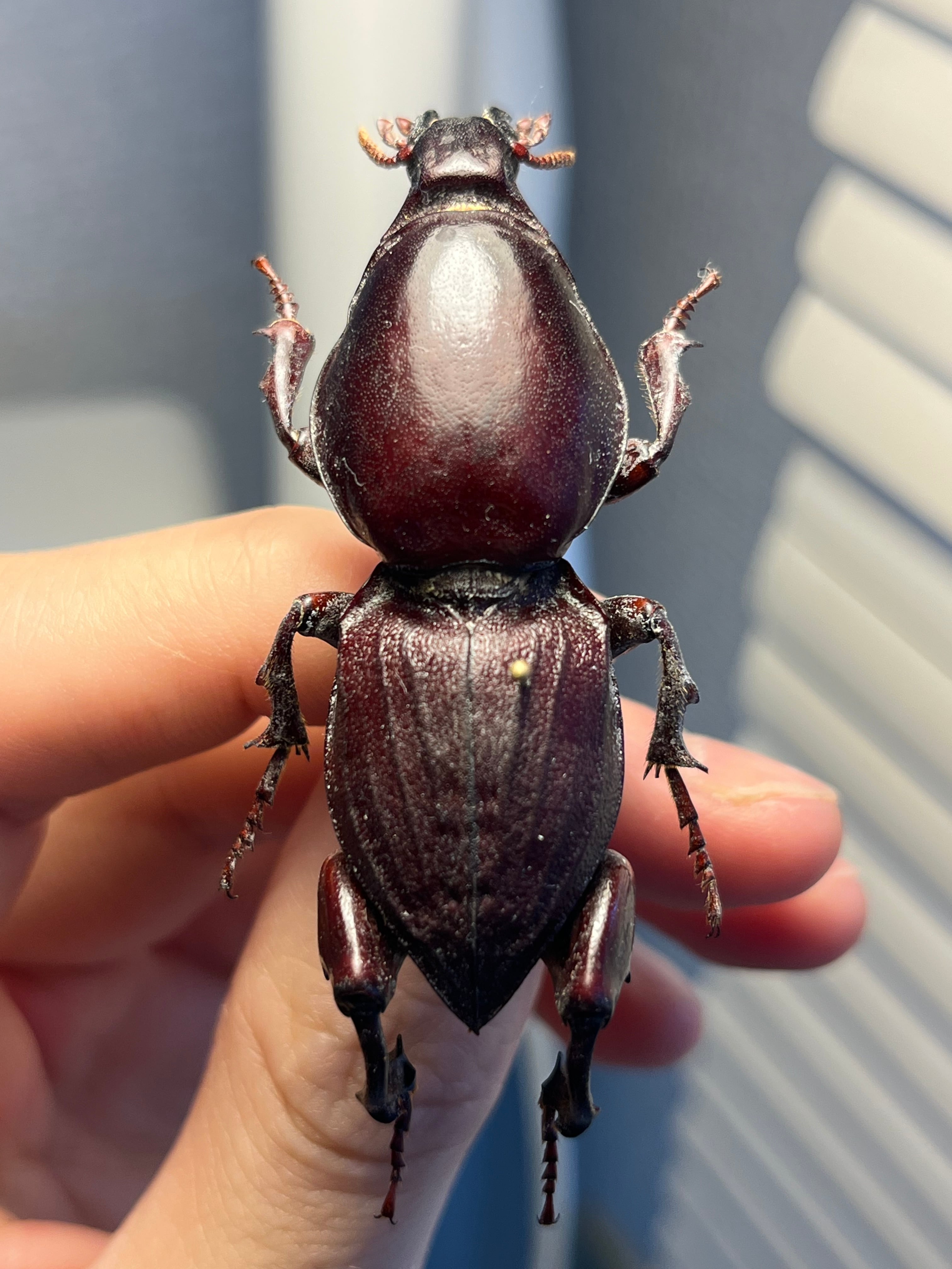 【121mm】タイタンオオウスバカミキリ カブトムシクワガタハナムグリ昆虫標本 121mm】タイタンオオウスバカミキリ カブトムシクワガタハナムグリ