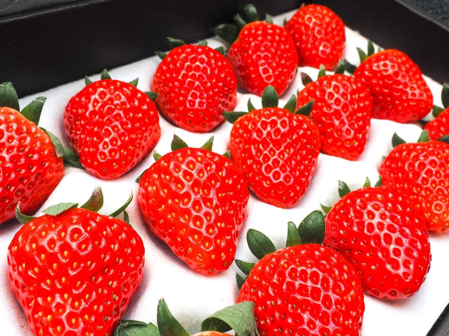 おいCベリー 贈答用 大粒イチゴ3L以上 15粒入り | 佐野ファーム